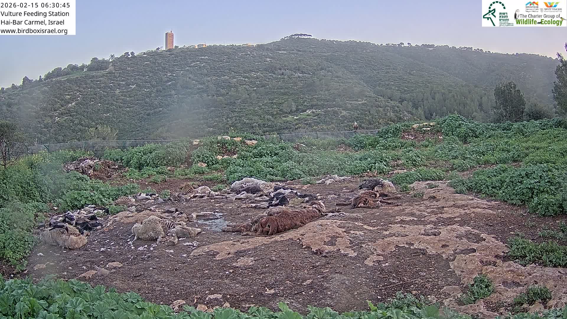 Hai-Bar Nature Reserve / Mount Carmel National Park Vulture Feeding & Skycraper Eshkol University of Haifa  Live Cam - Denya, Haifa, Israel
