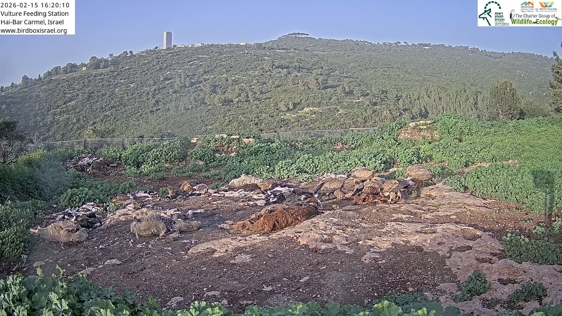 Hai-Bar Nature Reserve / Mount Carmel National Park Vulture Feeding & Skycraper Eshkol University of Haifa  Live Cam - Denya, Haifa, Israel
