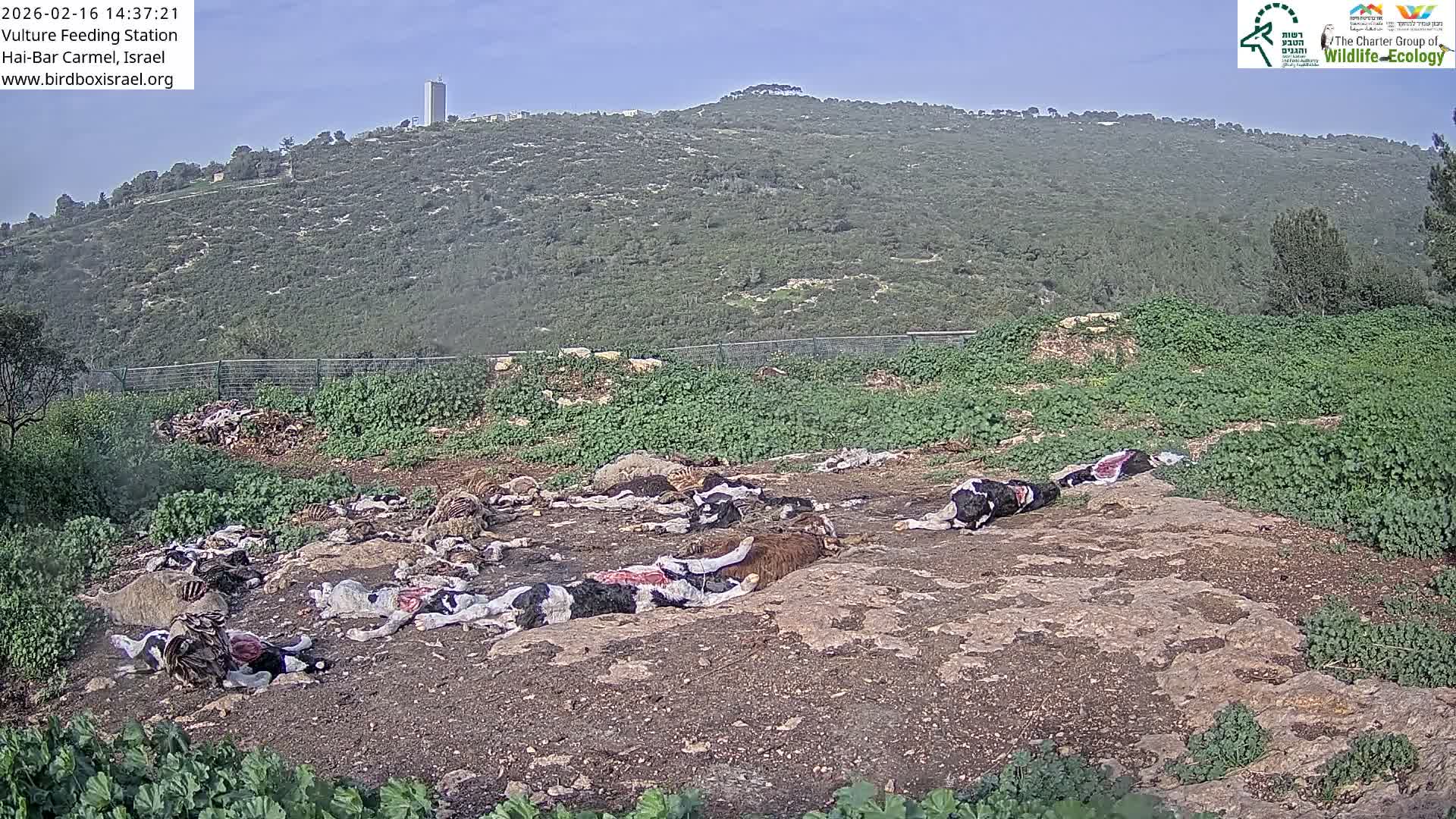 Hai-Bar Nature Reserve / Mount Carmel National Park Vulture Feeding & Skycraper Eshkol University of Haifa  Live Cam - Denya, Haifa, Israel