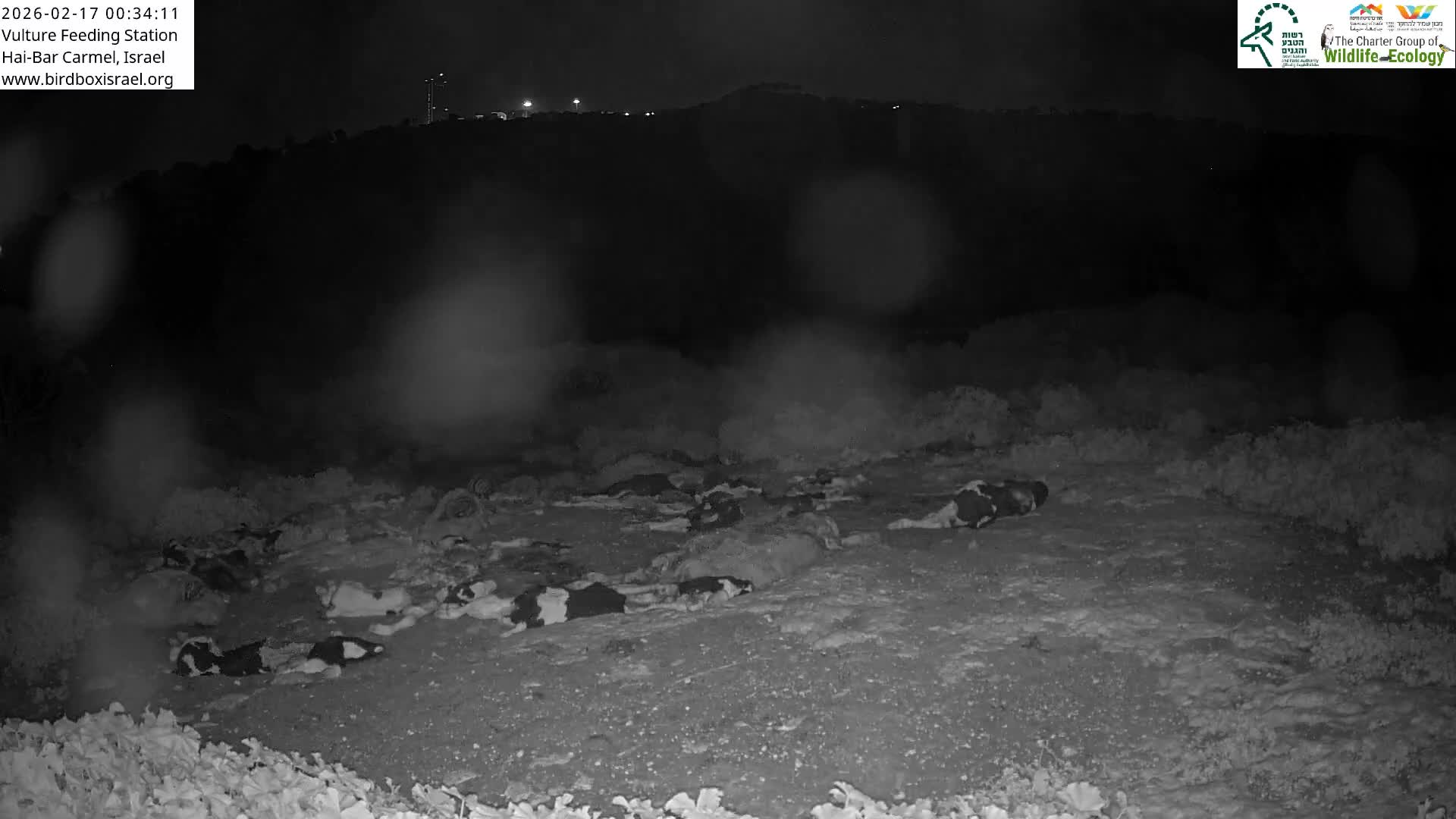 Hai-Bar Nature Reserve / Mount Carmel National Park Vulture Feeding & Skycraper Eshkol University of Haifa  Live Cam - Denya, Haifa, Israel
