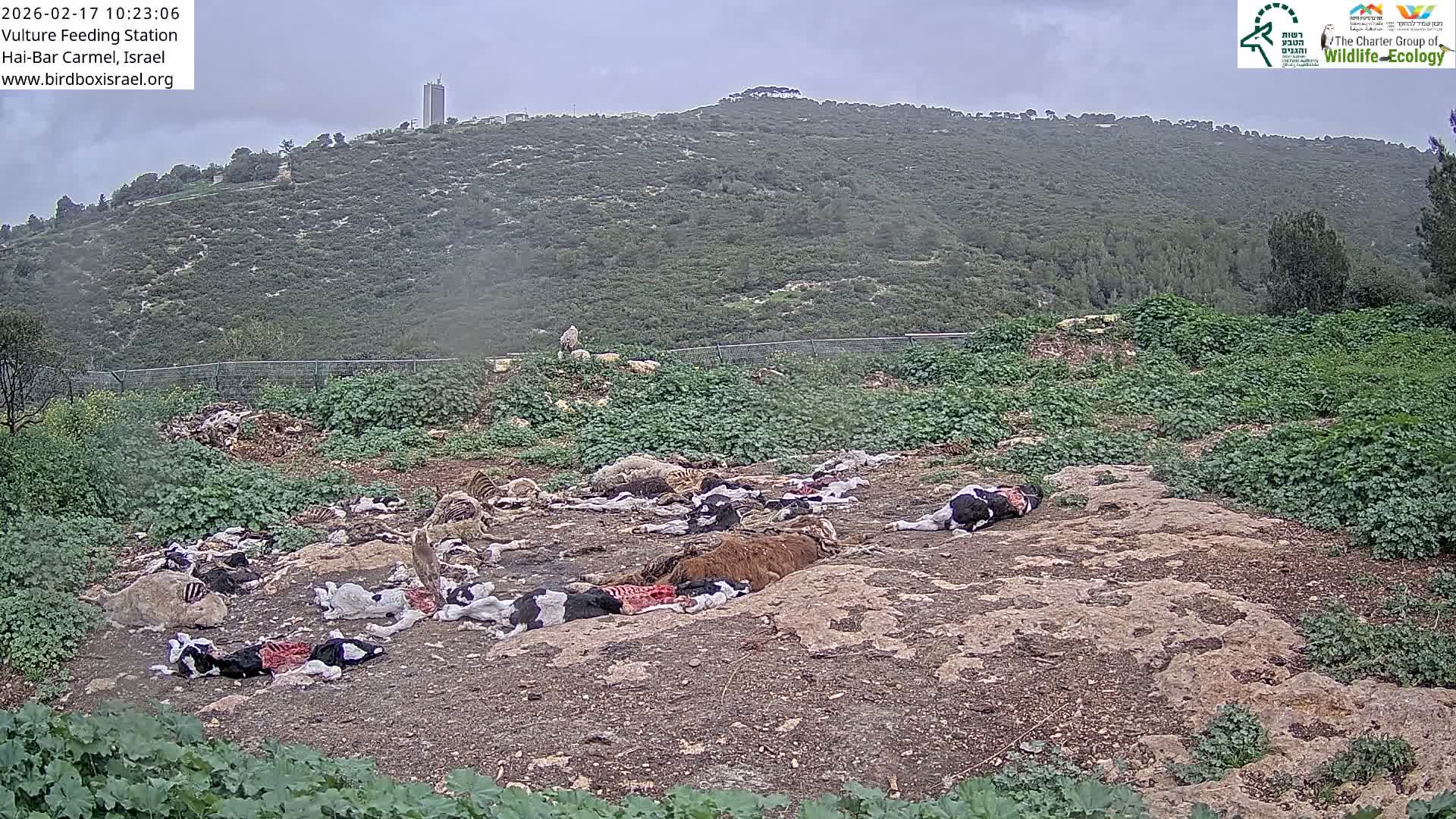 Hai-Bar Nature Reserve / Mount Carmel National Park Vulture Feeding & Skycraper Eshkol University of Haifa  Live Cam - Denya, Haifa, Israel