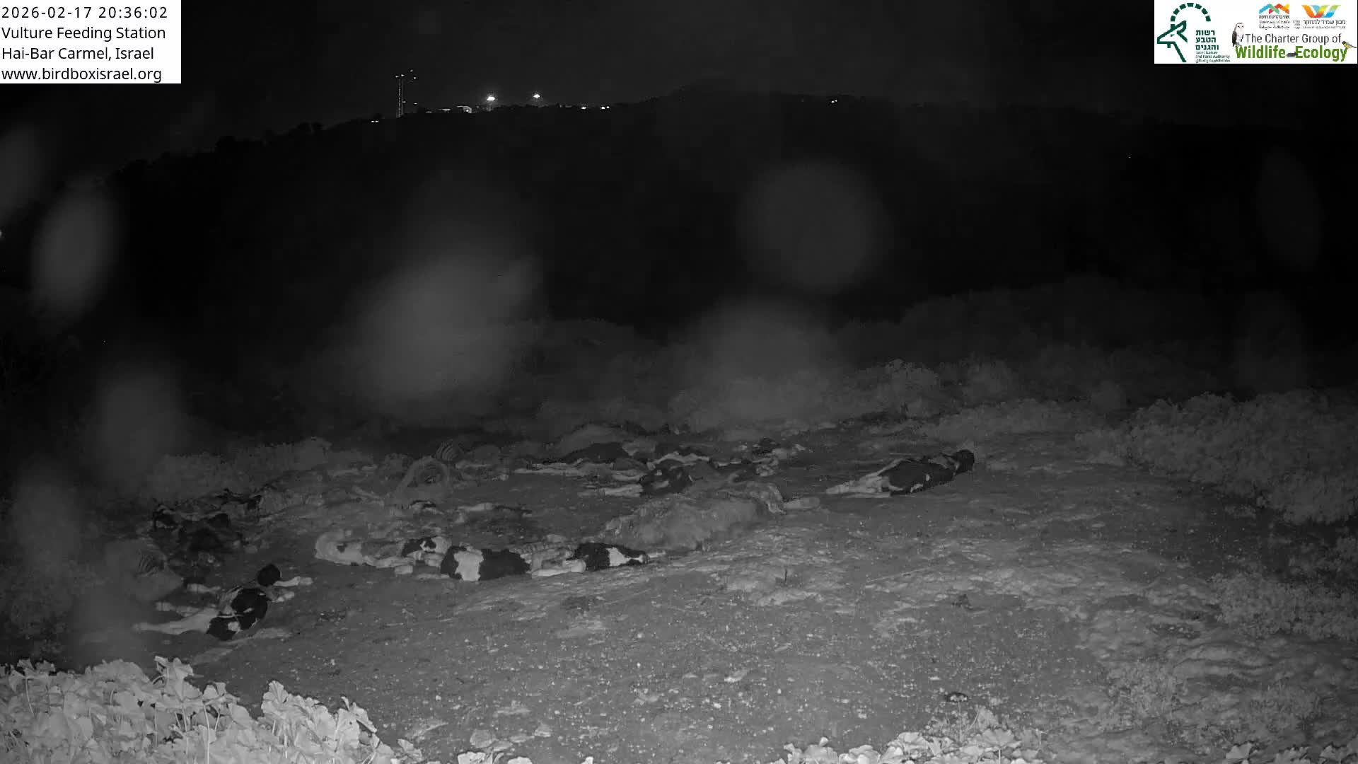 Hai-Bar Nature Reserve / Mount Carmel National Park Vulture Feeding & Skycraper Eshkol University of Haifa  Live Cam - Denya, Haifa, Israel