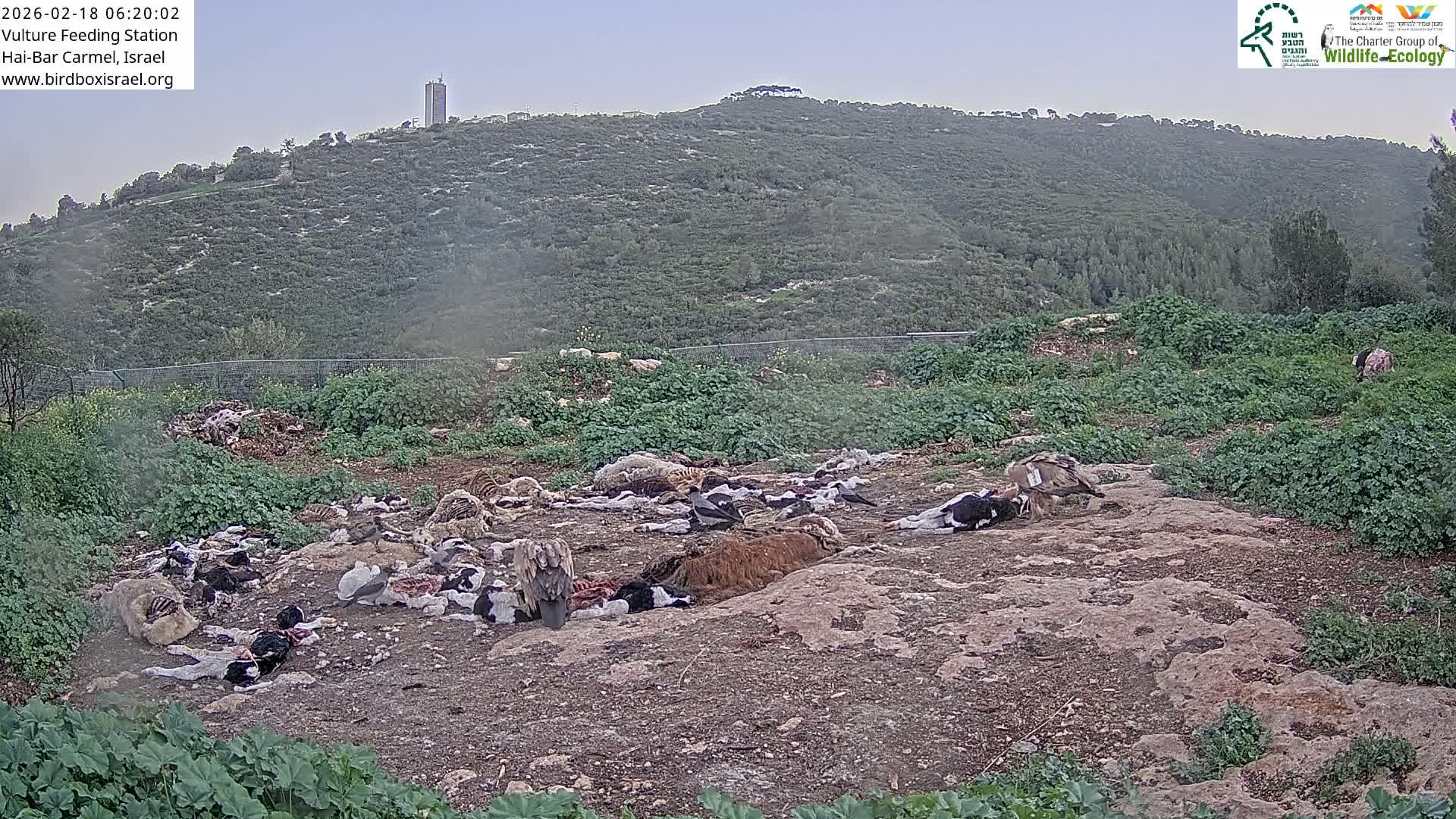 Hai-Bar Nature Reserve / Mount Carmel National Park Vulture Feeding & Skycraper Eshkol University of Haifa  Live Cam - Denya, Haifa, Israel