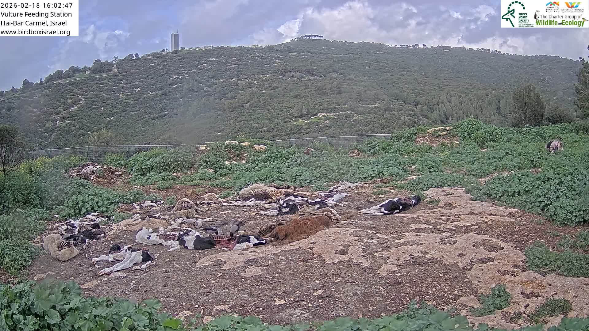 Hai-Bar Nature Reserve / Mount Carmel National Park Vulture Feeding & Skycraper Eshkol University of Haifa  Live Cam - Denya, Haifa, Israel
