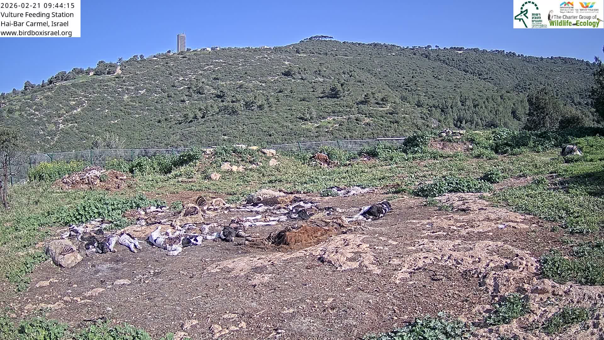 Hai-Bar Nature Reserve / Mount Carmel National Park Vulture Feeding & Skycraper Eshkol University of Haifa  Live Cam - Denya, Haifa, Israel