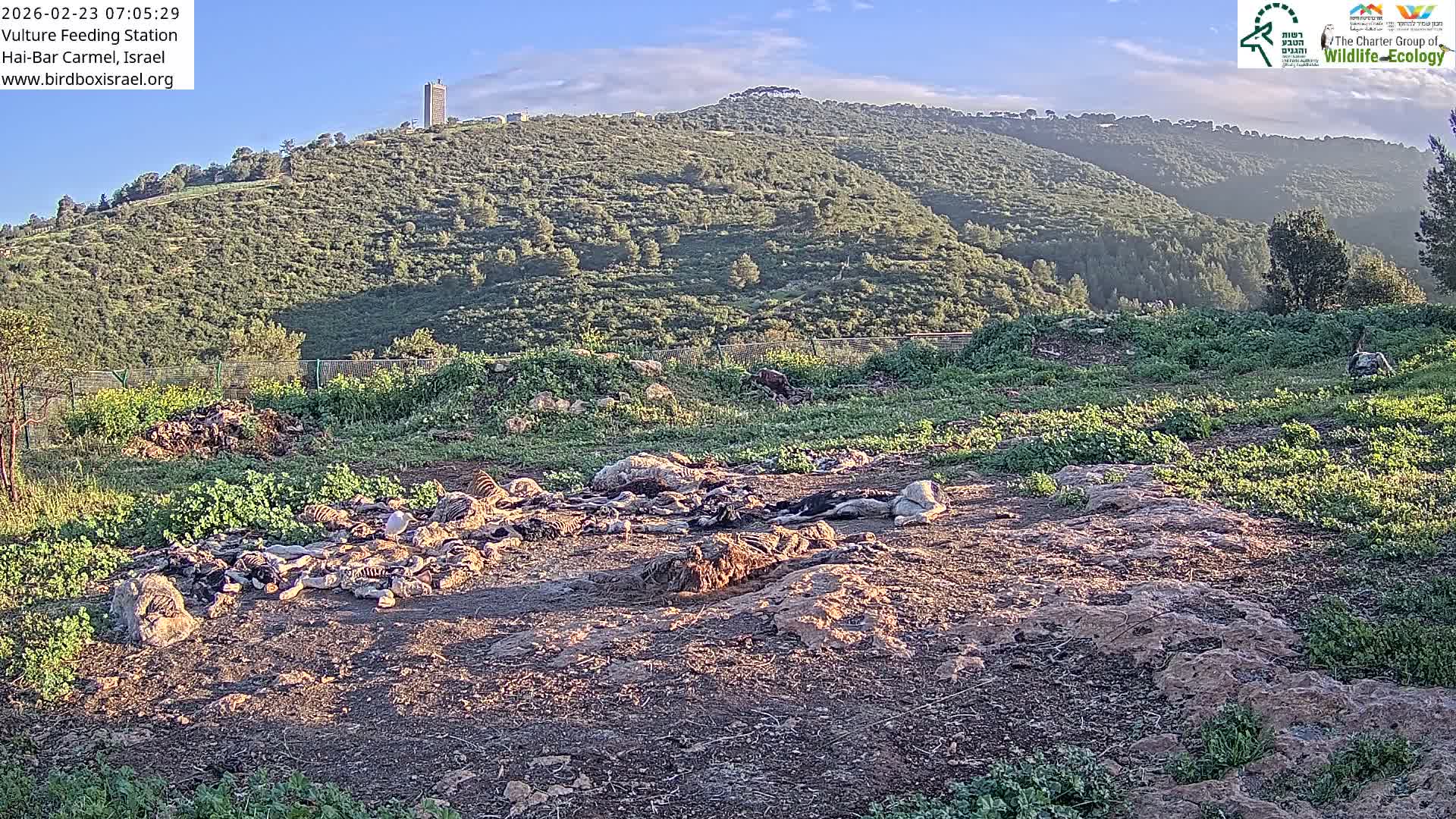 Hai-Bar Nature Reserve / Mount Carmel National Park Vulture Feeding & Skycraper Eshkol University of Haifa  Live Cam - Denya, Haifa, Israel