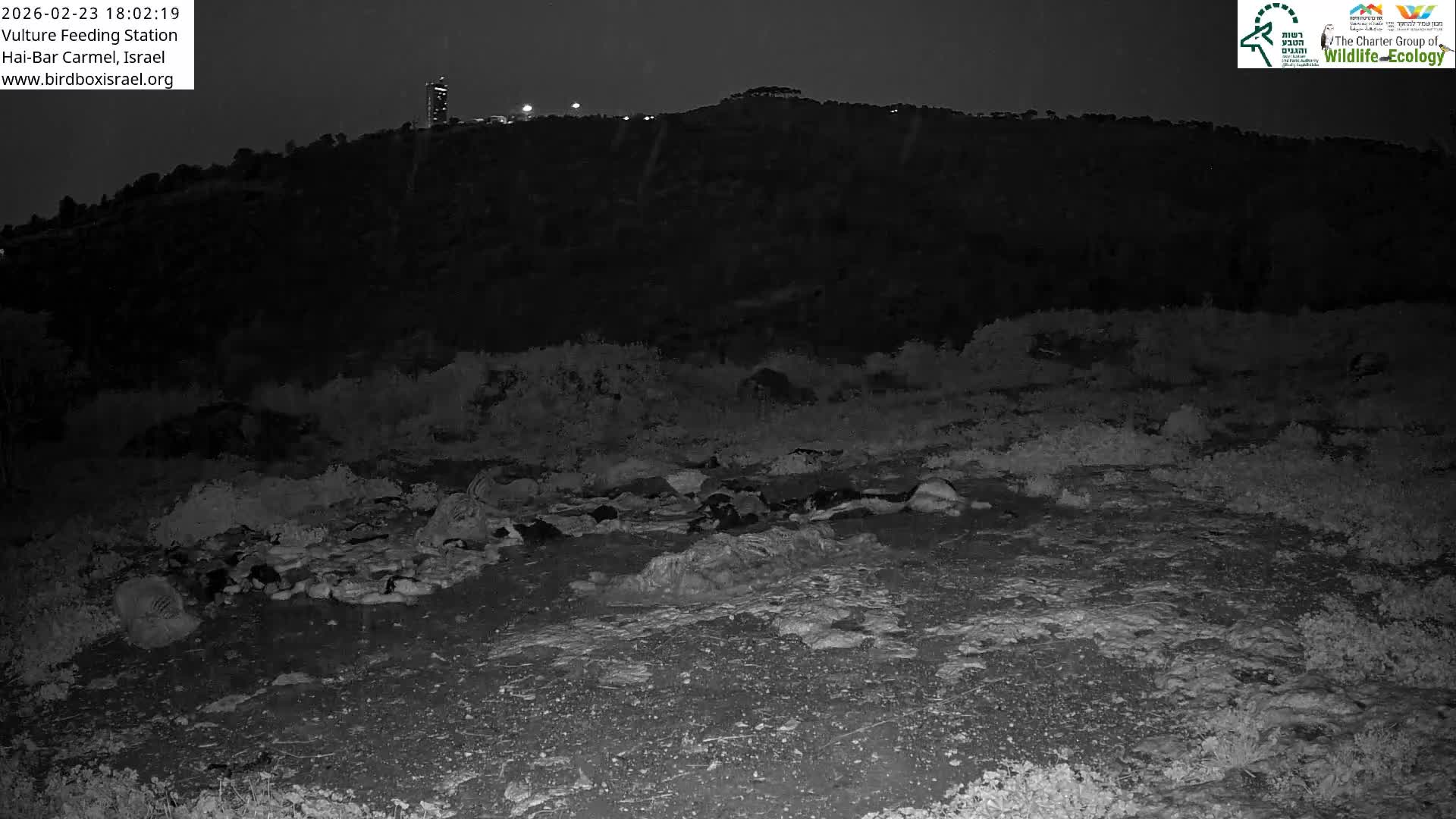 Hai-Bar Nature Reserve / Mount Carmel National Park Vulture Feeding & Skycraper Eshkol University of Haifa  Live Cam - Denya, Haifa, Israel