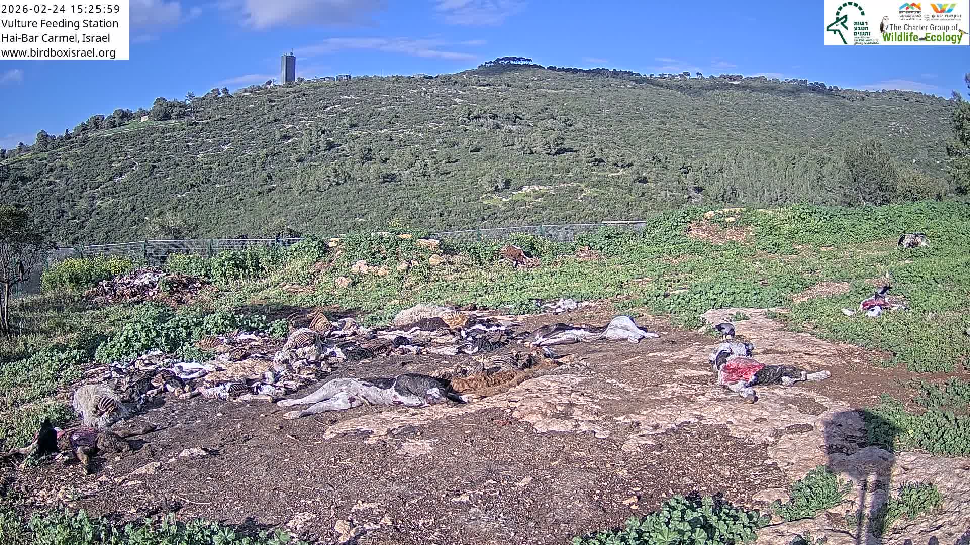 Hai-Bar Nature Reserve / Mount Carmel National Park Vulture Feeding & Skycraper Eshkol University of Haifa  Live Cam - Denya, Haifa, Israel