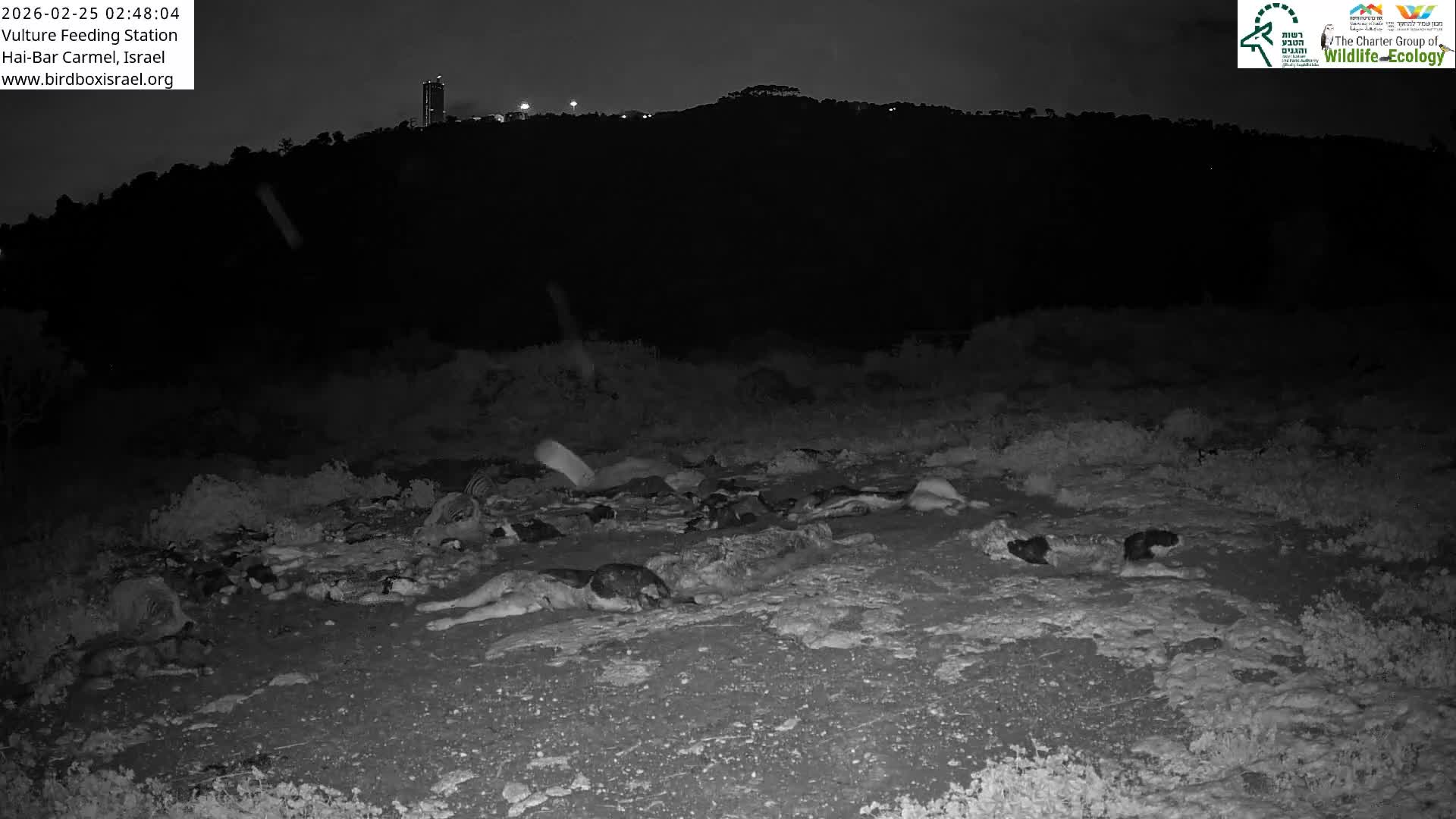 Hai-Bar Nature Reserve / Mount Carmel National Park Vulture Feeding & Skycraper Eshkol University of Haifa  Live Cam - Denya, Haifa, Israel