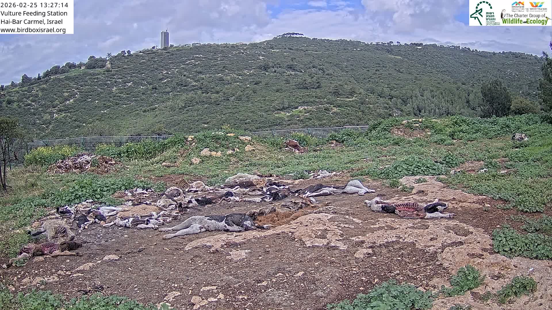 Hai-Bar Nature Reserve / Mount Carmel National Park Vulture Feeding & Skycraper Eshkol University of Haifa  Live Cam - Denya, Haifa, Israel