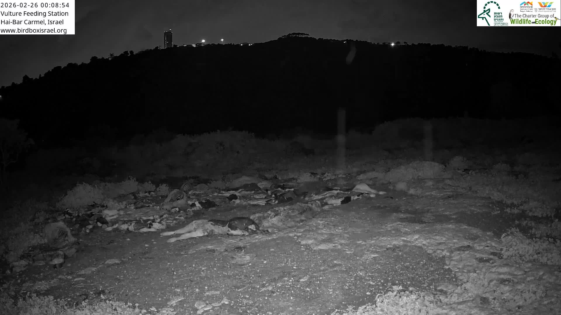 Hai-Bar Nature Reserve / Mount Carmel National Park Vulture Feeding & Skycraper Eshkol University of Haifa  Live Cam - Denya, Haifa, Israel