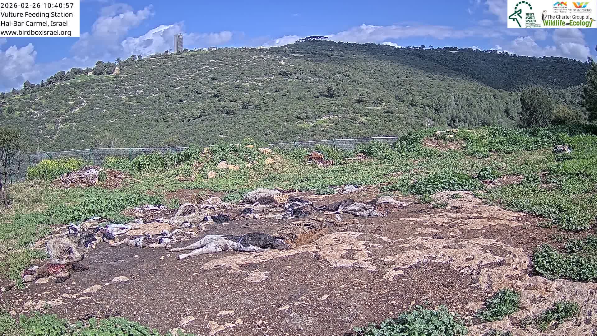 Hai-Bar Nature Reserve / Mount Carmel National Park Vulture Feeding & Skycraper Eshkol University of Haifa  Live Cam - Denya, Haifa, Israel