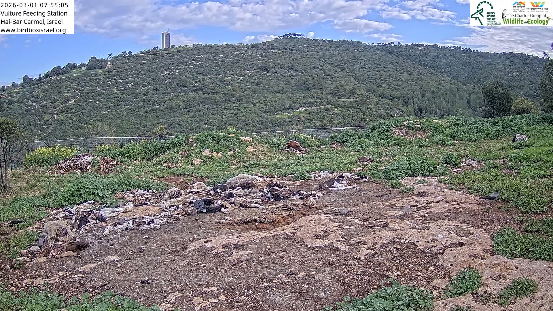 Hai-Bar Nature Reserve / Mount Carmel National Park Vulture Feeding & Skycraper Eshkol University of Haifa  Live Cam - Denya, Haifa, Israel
