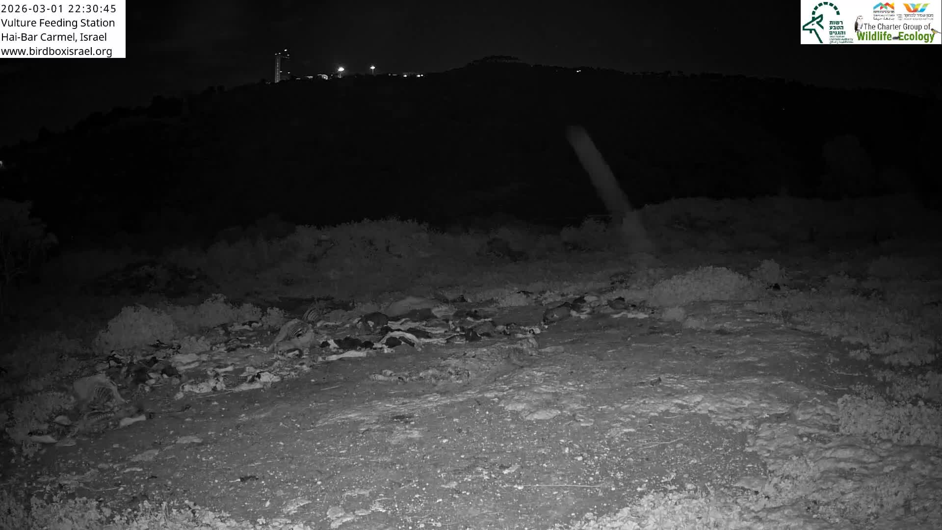 Hai-Bar Nature Reserve / Mount Carmel National Park Vulture Feeding & Skycraper Eshkol University of Haifa  Live Cam - Denya, Haifa, Israel