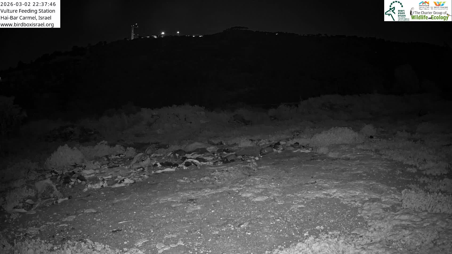 Hai-Bar Nature Reserve / Mount Carmel National Park Vulture Feeding & Skycraper Eshkol University of Haifa  Live Cam - Denya, Haifa, Israel