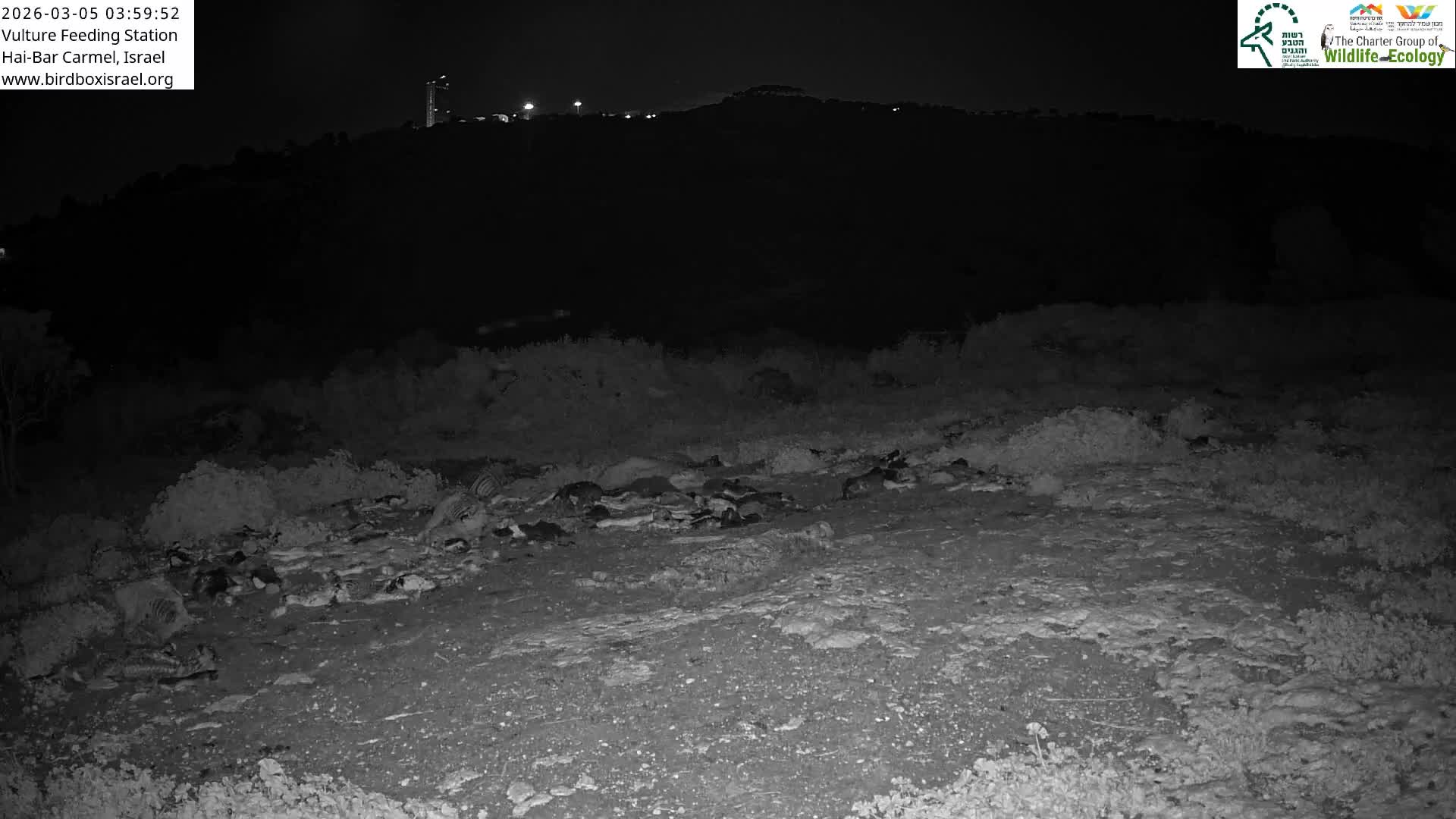 Hai-Bar Nature Reserve / Mount Carmel National Park Vulture Feeding & Skycraper Eshkol University of Haifa  Live Cam - Denya, Haifa, Israel