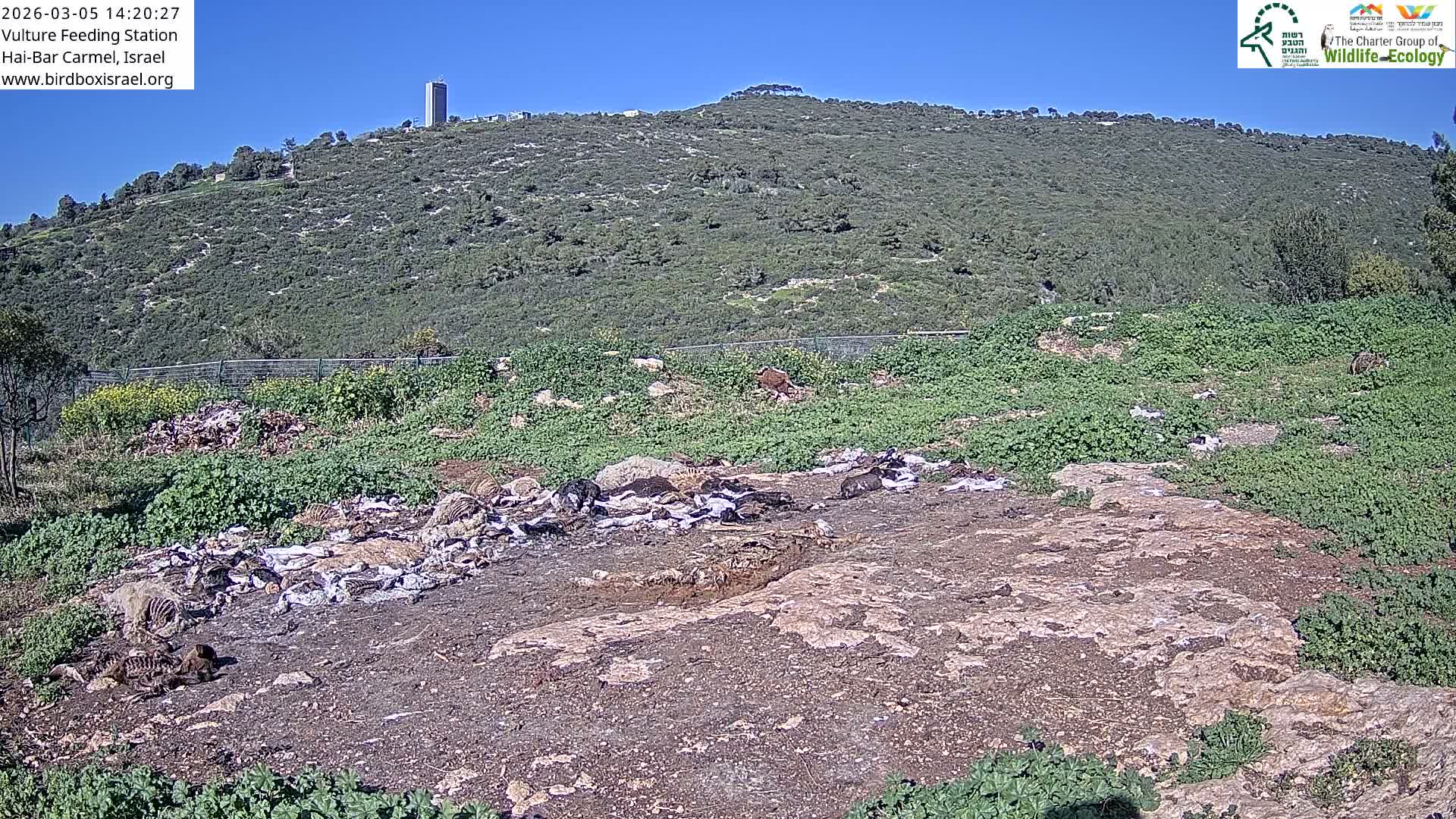 Hai-Bar Nature Reserve / Mount Carmel National Park Vulture Feeding & Skycraper Eshkol University of Haifa  Live Cam - Denya, Haifa, Israel