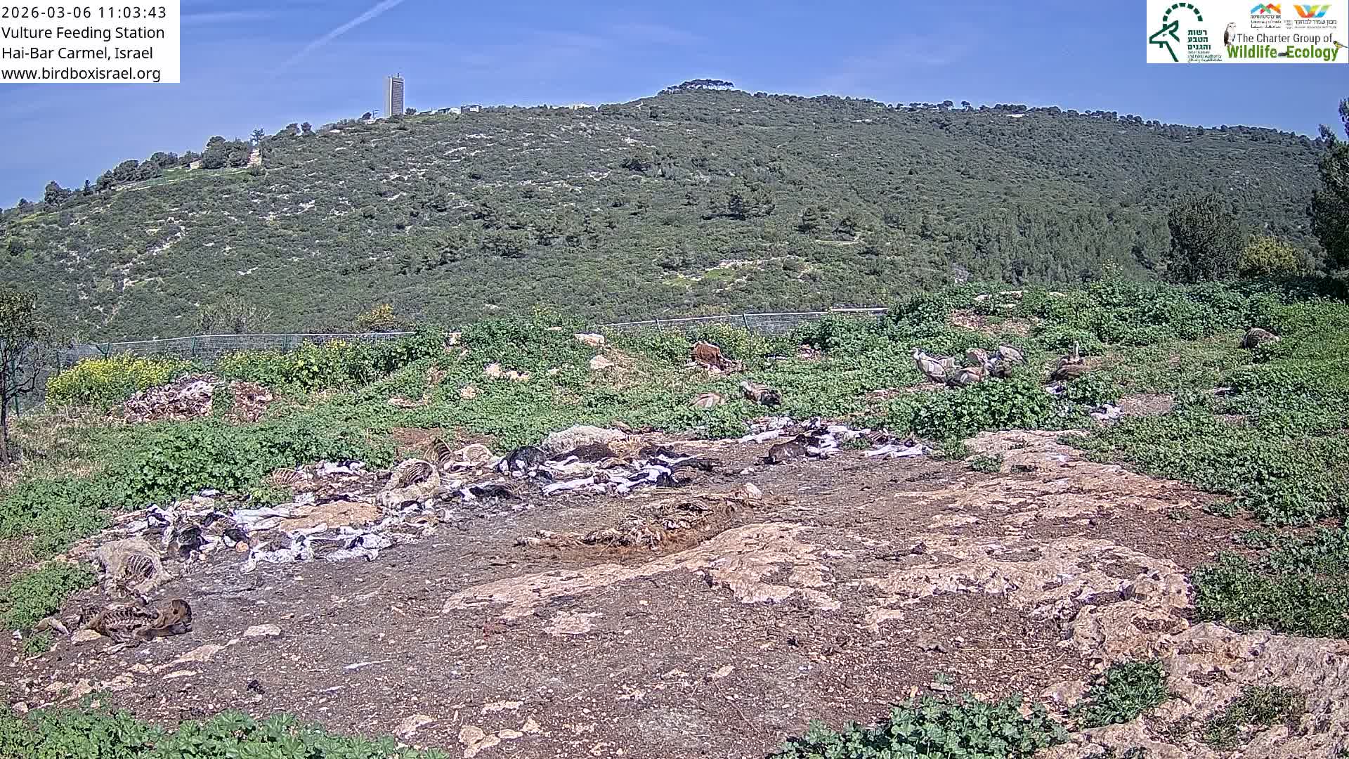 Hai-Bar Nature Reserve / Mount Carmel National Park Vulture Feeding & Skycraper Eshkol University of Haifa  Live Cam - Denya, Haifa, Israel