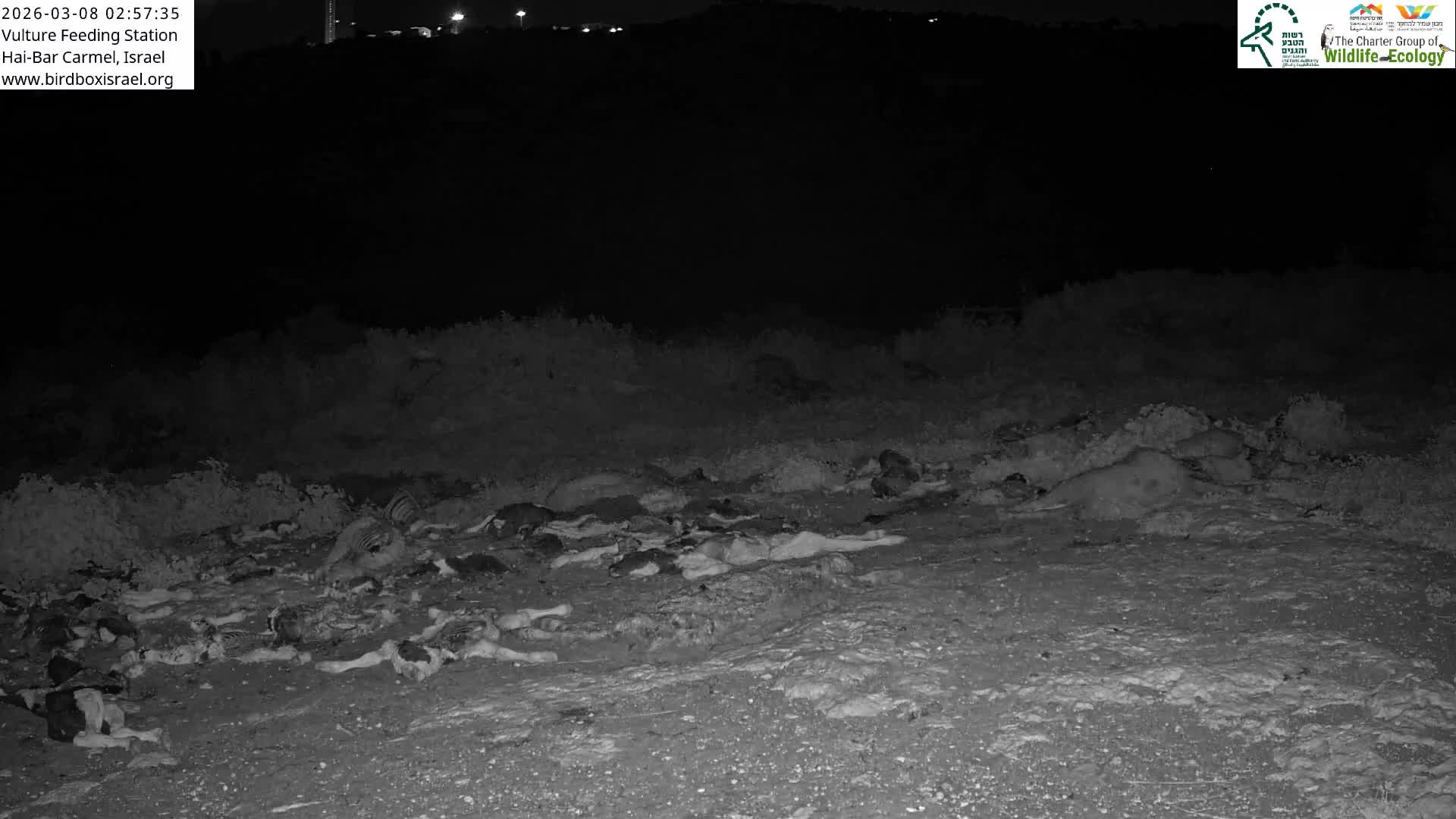 Hai-Bar Nature Reserve / Mount Carmel National Park Vulture Feeding & Skycraper Eshkol University of Haifa  Live Cam - Denya, Haifa, Israel