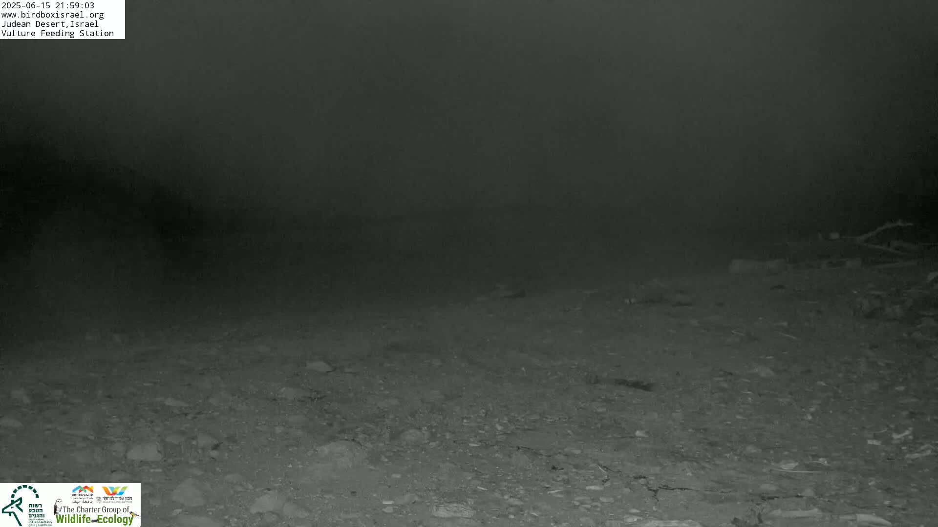 Midbar Yehuda (Judean Desert) Vulture Feeding Live Cam - Ubeidiya, Bethlehem, Palestine