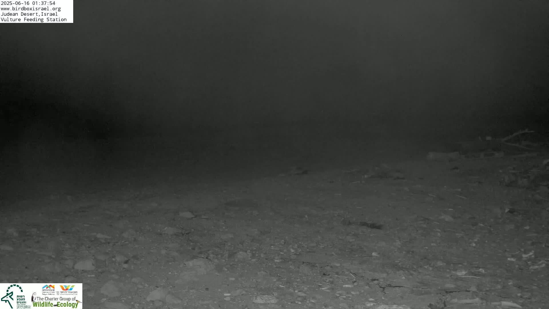 Midbar Yehuda (Judean Desert) Vulture Feeding Live Cam - Ubeidiya, Bethlehem, Palestine