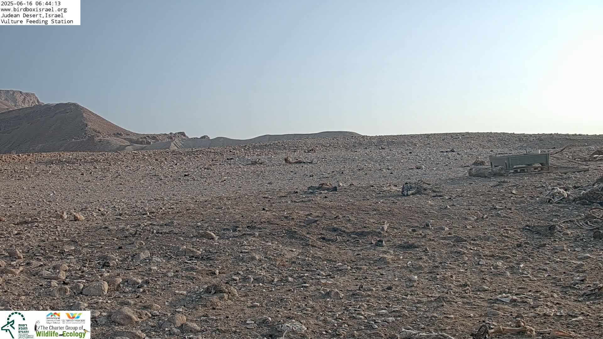 Midbar Yehuda (Judean Desert) Vulture Feeding Live Cam - Ubeidiya, Bethlehem, Palestine