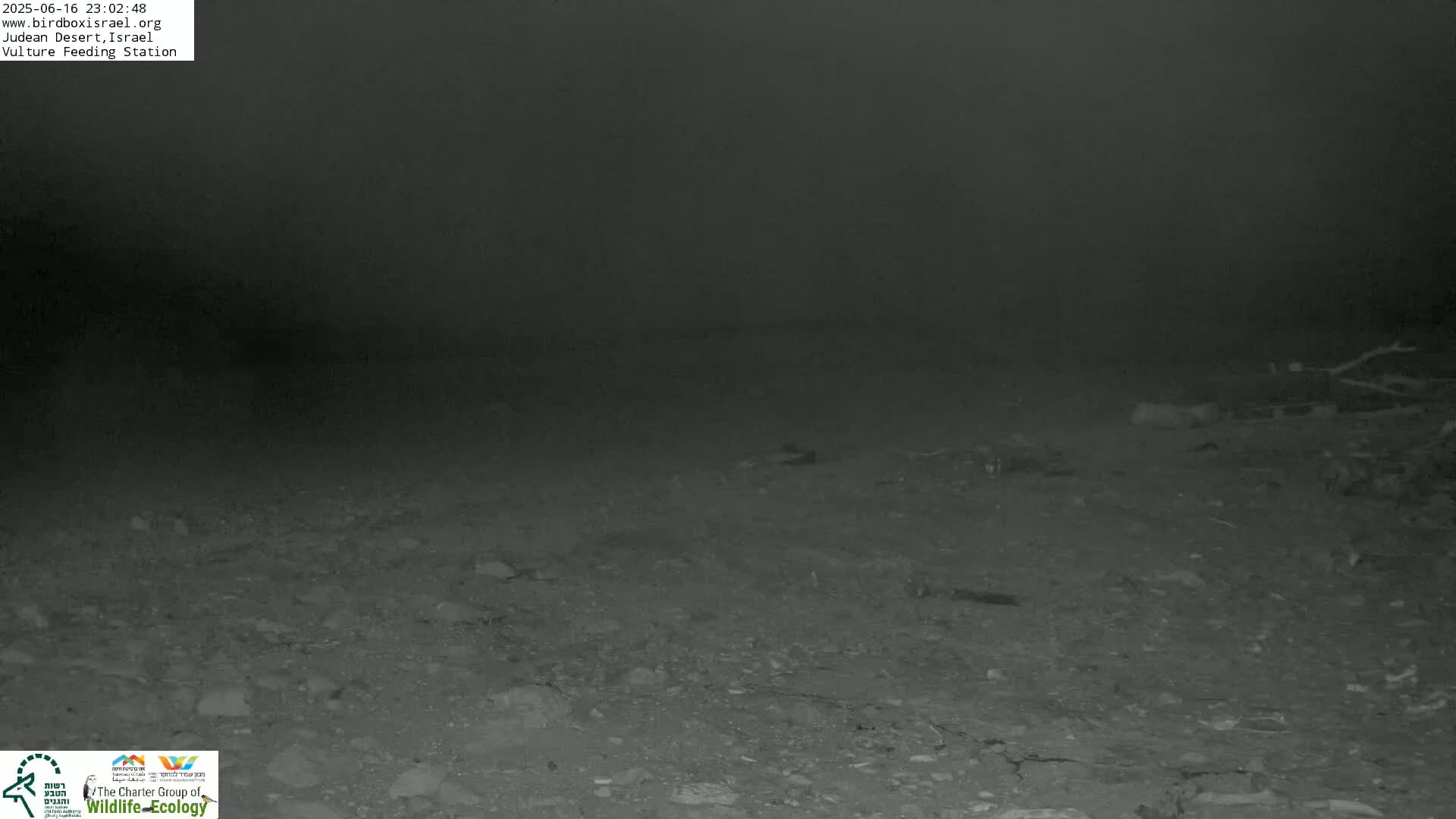 Midbar Yehuda (Judean Desert) Vulture Feeding Live Cam - Ubeidiya, Bethlehem, Palestine