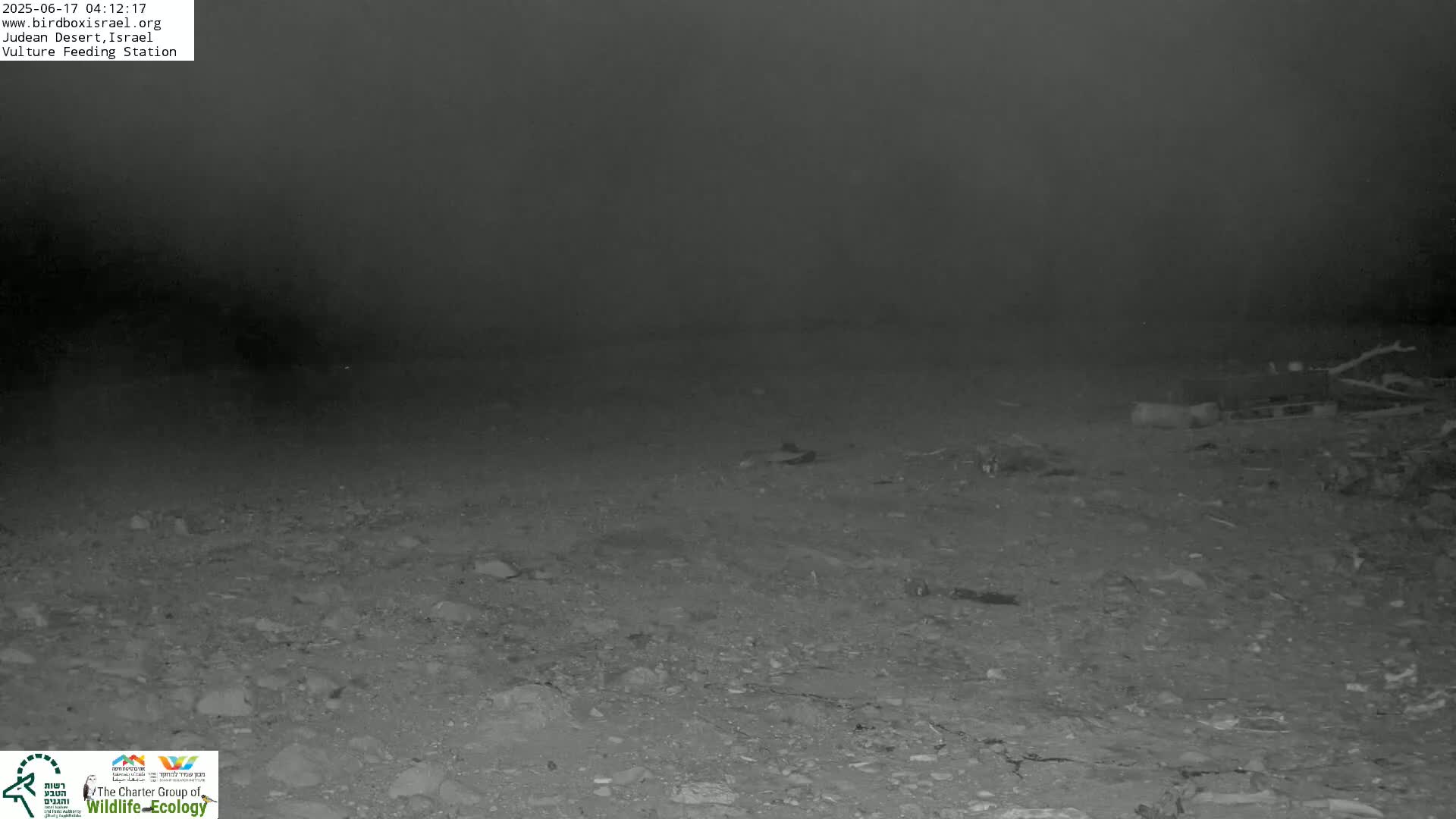 Midbar Yehuda (Judean Desert) Vulture Feeding Live Cam - Ubeidiya, Bethlehem, Palestine