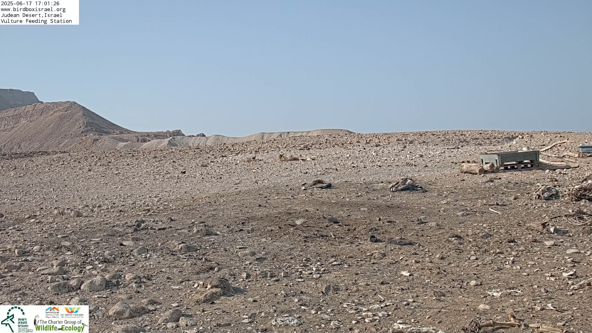 Midbar Yehuda (Judean Desert) Vulture Feeding Live Cam - Ubeidiya, Bethlehem, Palestine