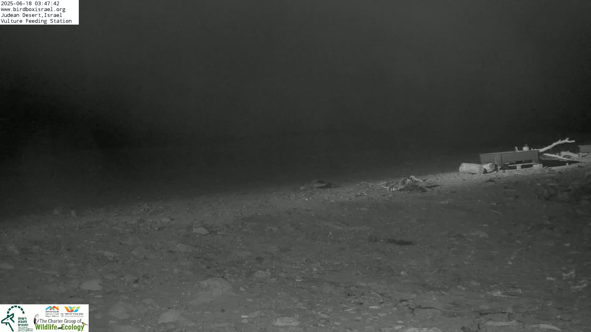 Midbar Yehuda (Judean Desert) Vulture Feeding Live Cam - Ubeidiya, Bethlehem, Palestine