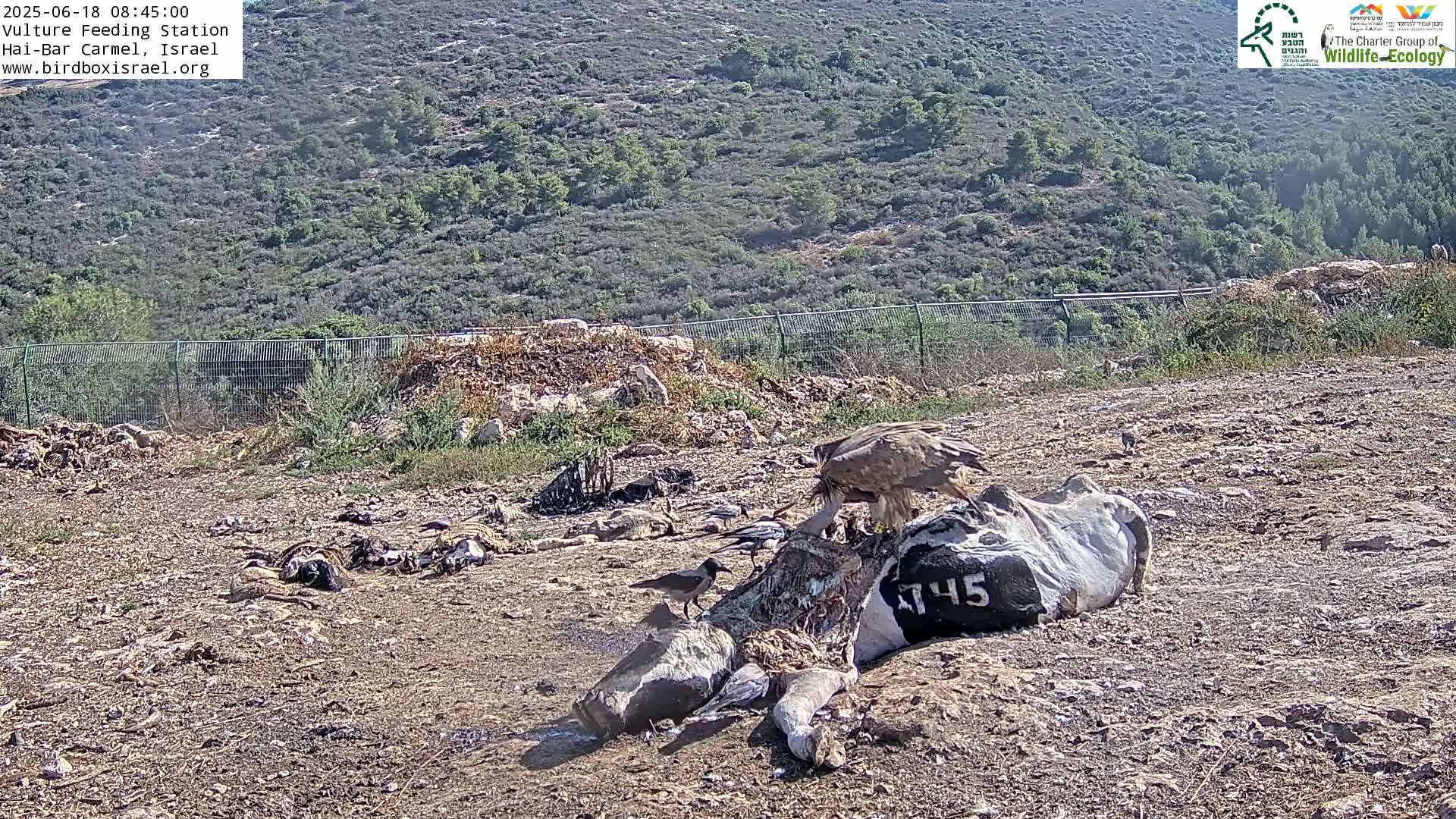Midbar Yehuda (Judean Desert) Vulture Feeding Live Cam - Ubeidiya, Bethlehem, Palestine