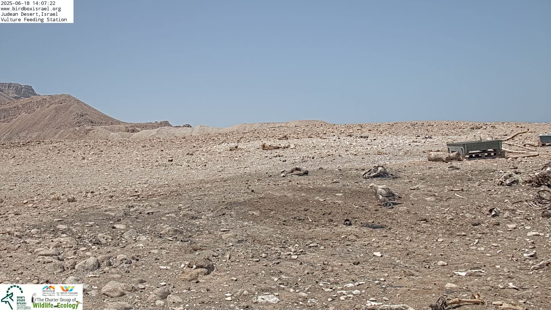 A large bird stands in a rocky, arid desert landscape under a clear, bright sky near some scattered animal carcasses and a dark-colored container.