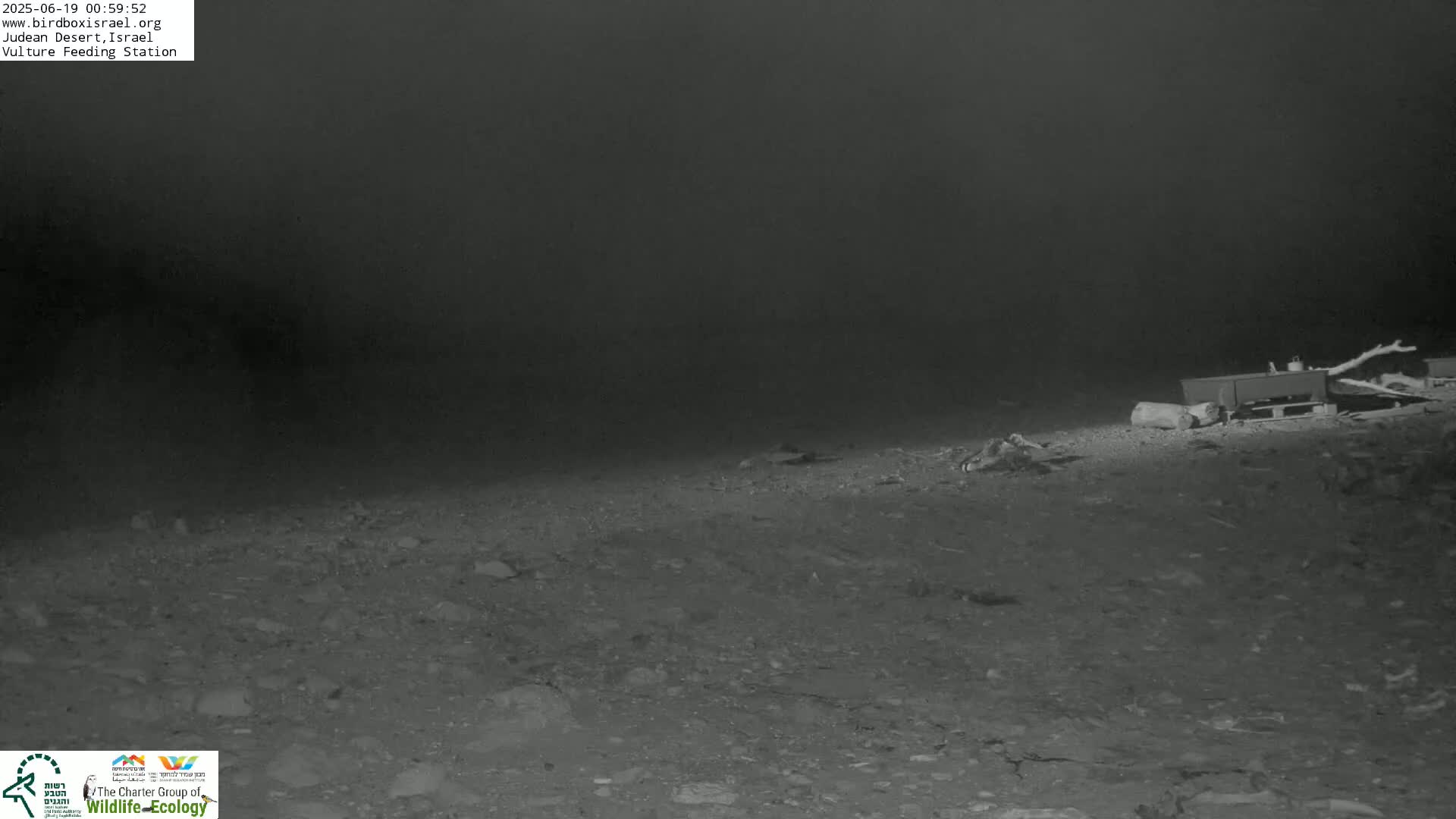 Midbar Yehuda (Judean Desert) Vulture Feeding Live Cam - Ubeidiya, Bethlehem, Palestine