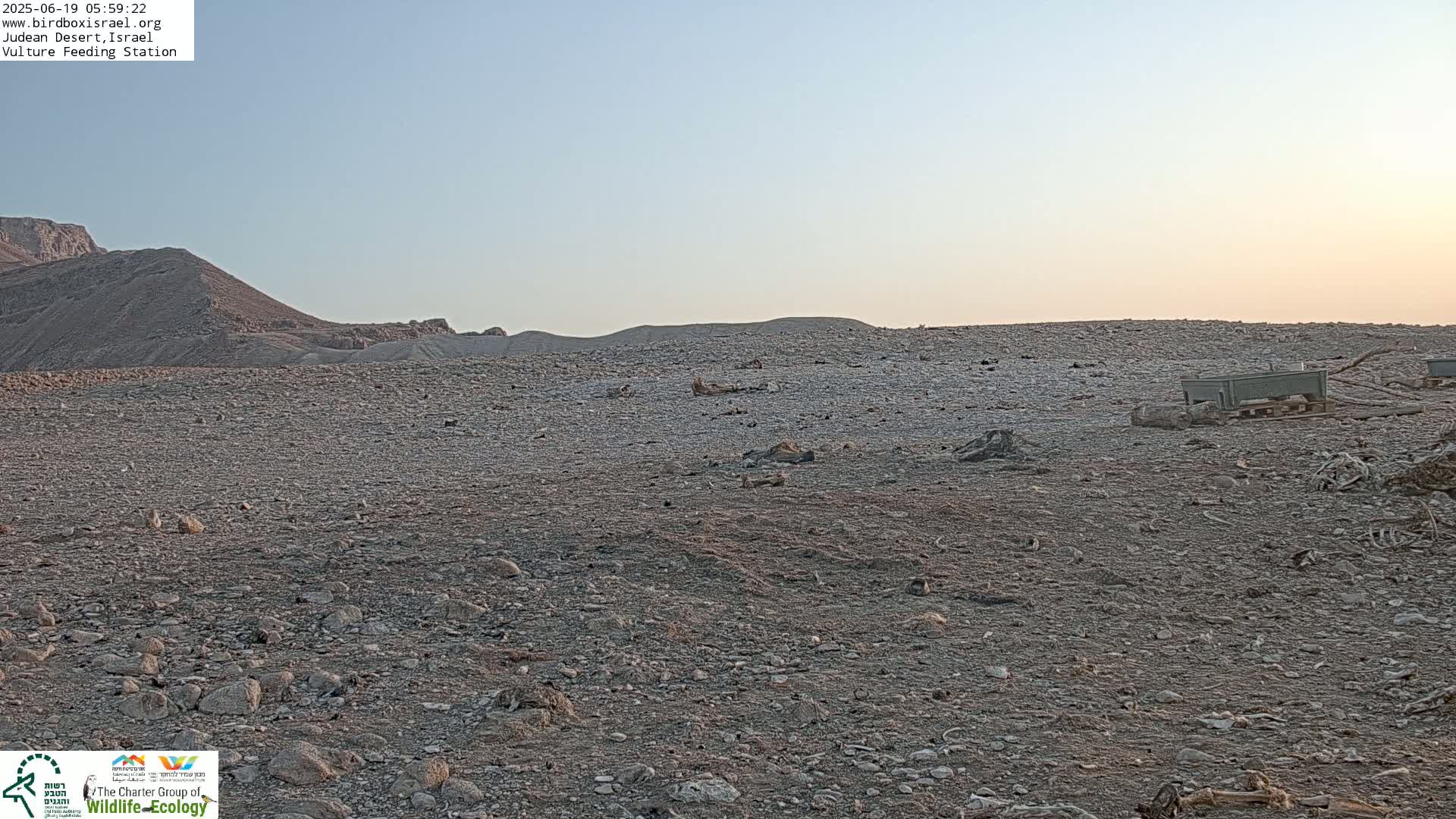 Midbar Yehuda (Judean Desert) Vulture Feeding Live Cam - Ubeidiya, Bethlehem, Palestine
