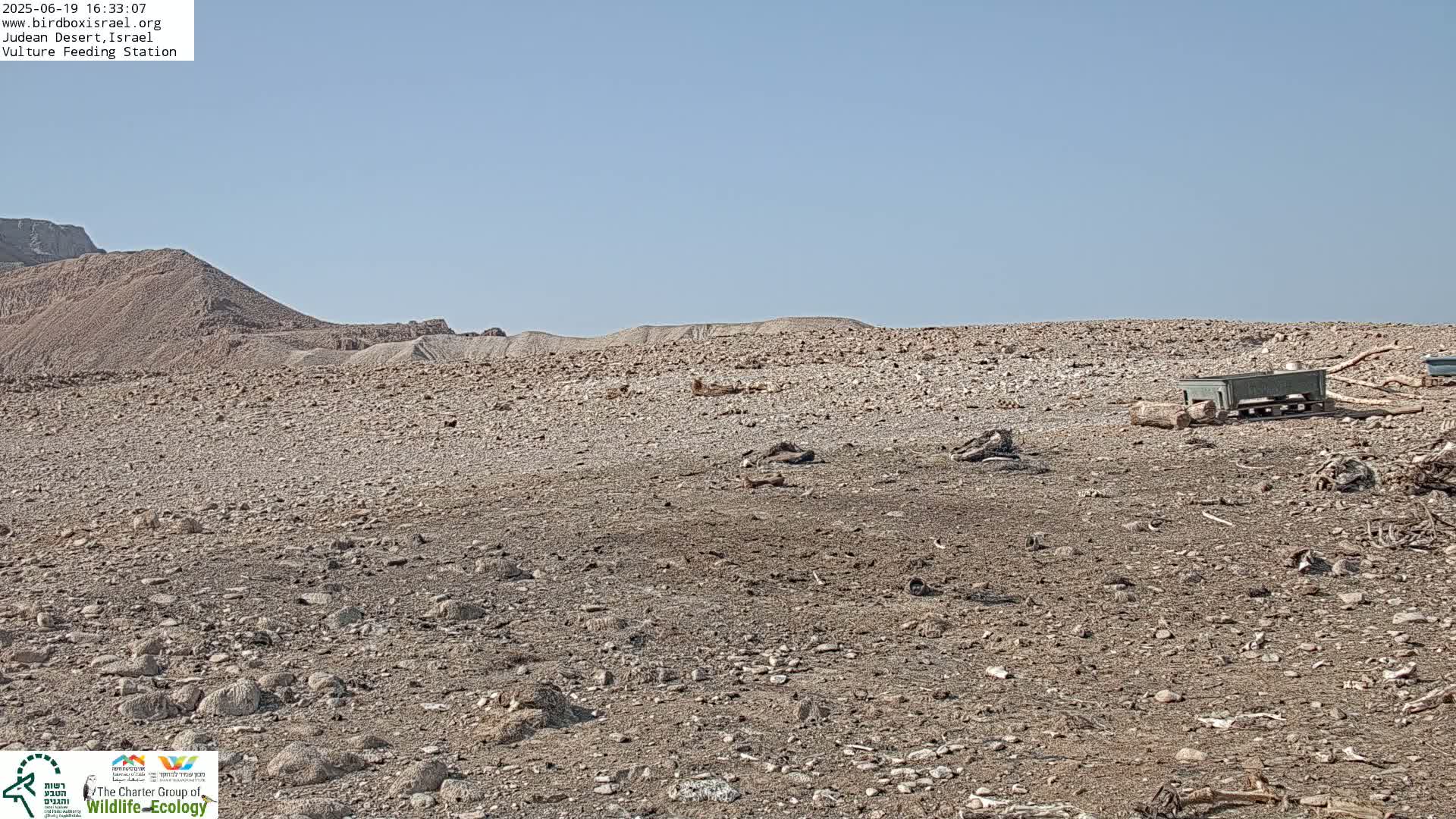 Midbar Yehuda (Judean Desert) Vulture Feeding Live Cam - Ubeidiya, Bethlehem, Palestine