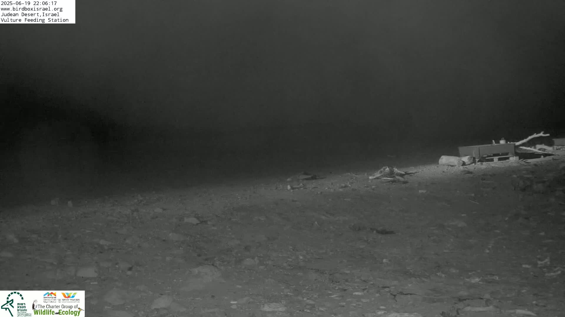 Midbar Yehuda (Judean Desert) Vulture Feeding Live Cam - Ubeidiya, Bethlehem, Palestine