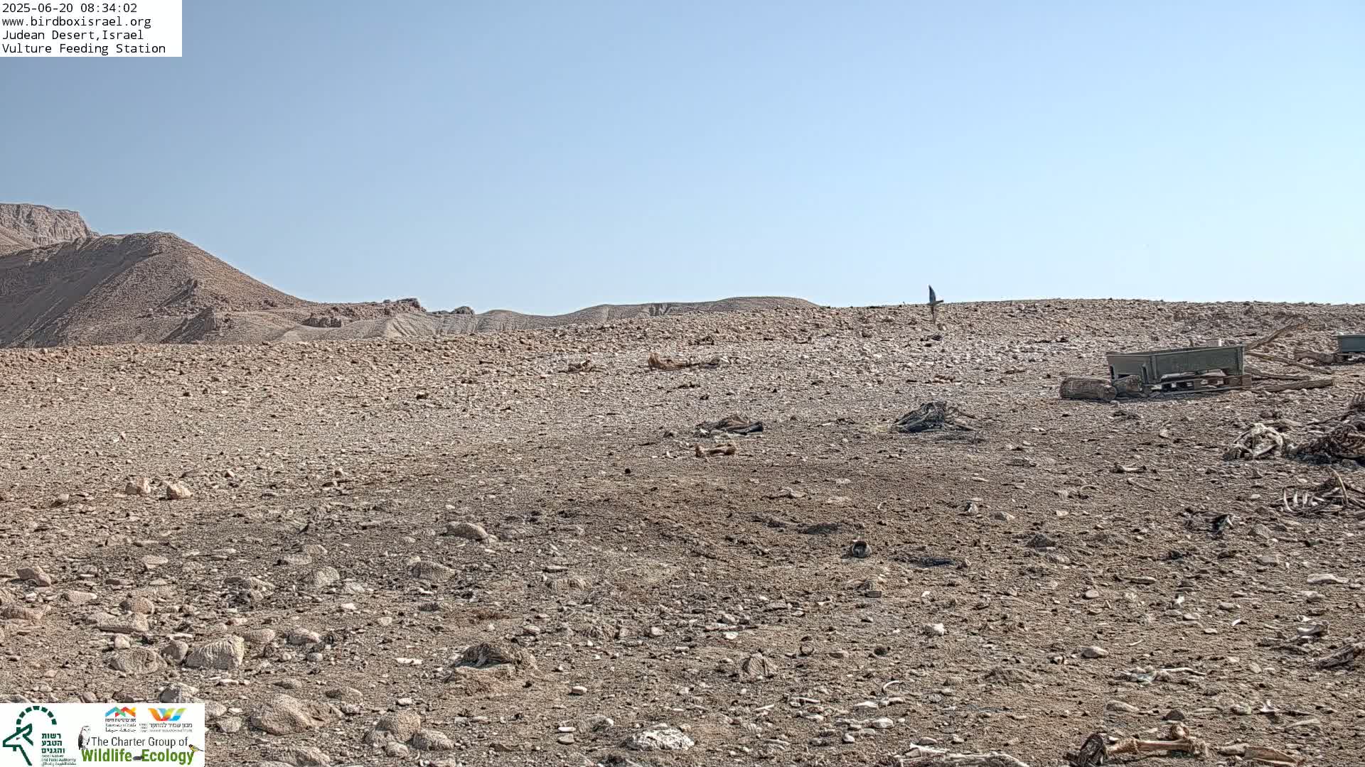 Midbar Yehuda (Judean Desert) Vulture Feeding Live Cam - Ubeidiya, Bethlehem, Palestine