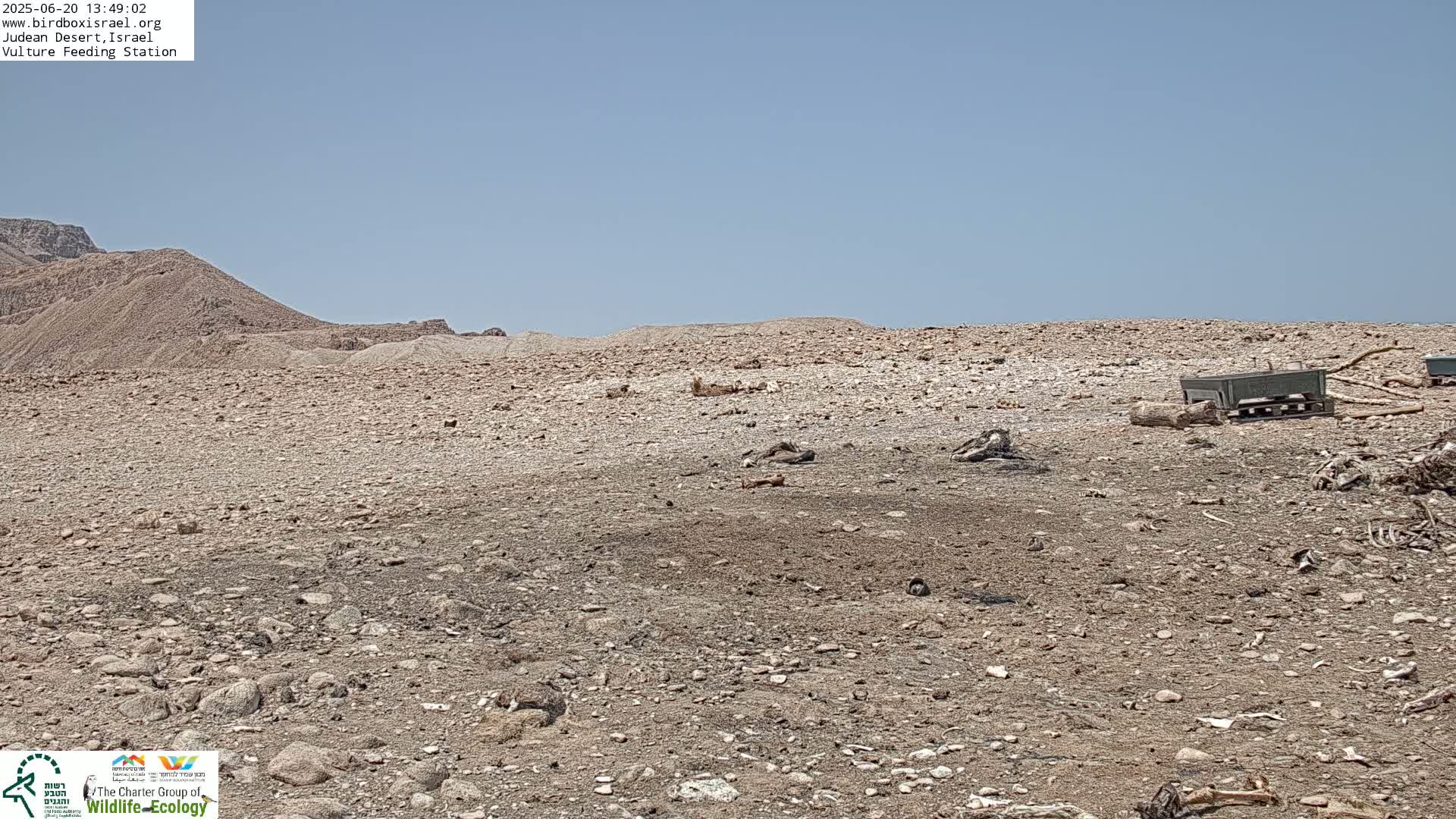 Midbar Yehuda (Judean Desert) Vulture Feeding Live Cam - Ubeidiya, Bethlehem, Palestine