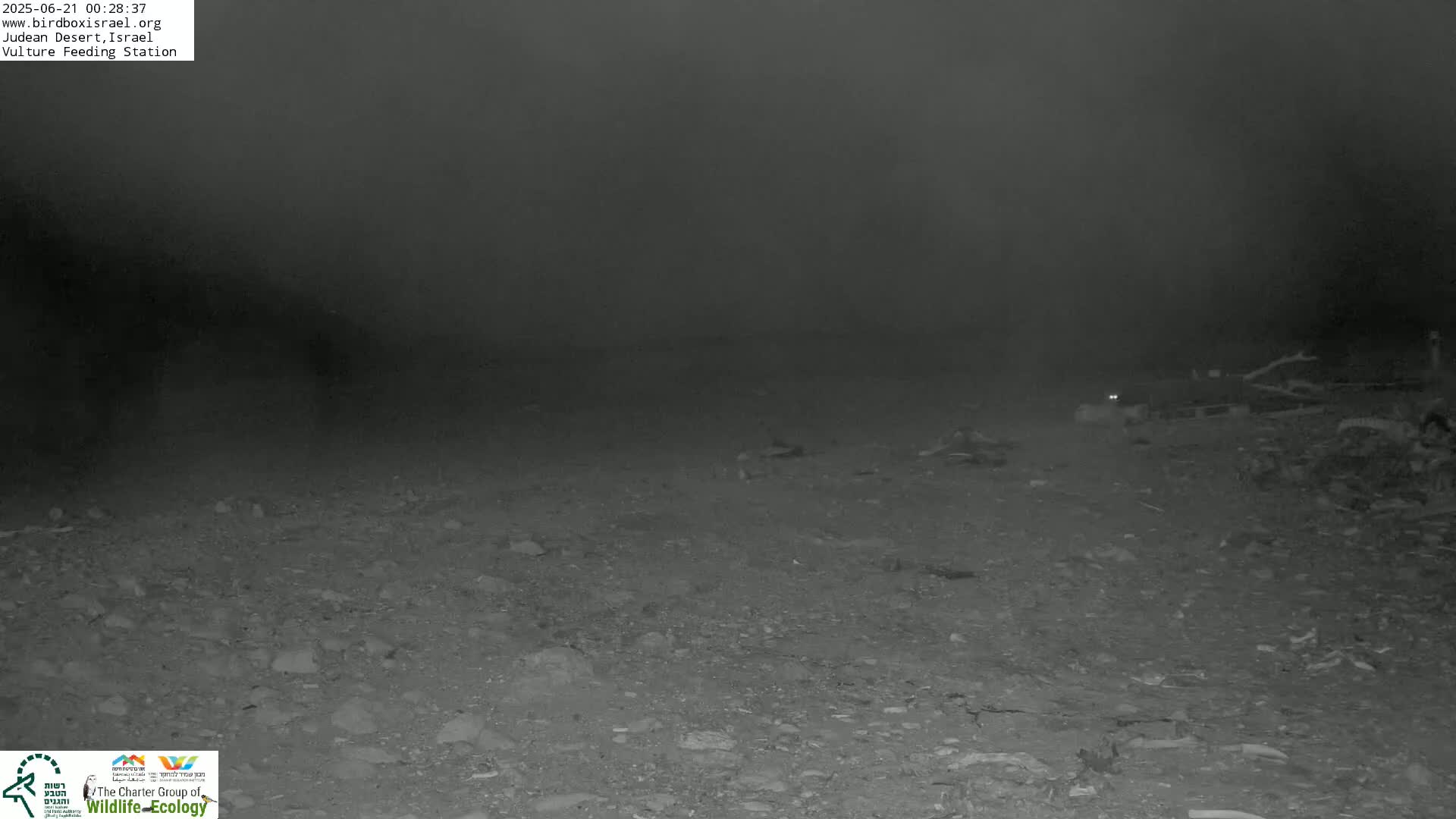 Midbar Yehuda (Judean Desert) Vulture Feeding Live Cam - Ubeidiya, Bethlehem, Palestine