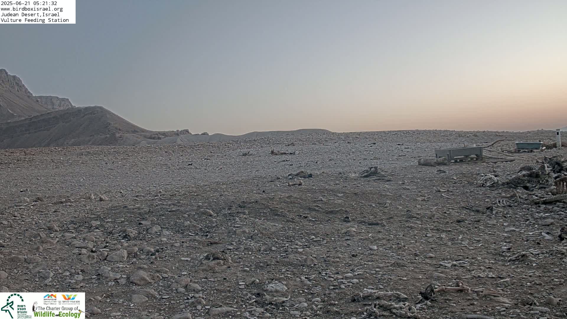 Midbar Yehuda (Judean Desert) Vulture Feeding Live Cam - Ubeidiya, Bethlehem, Palestine