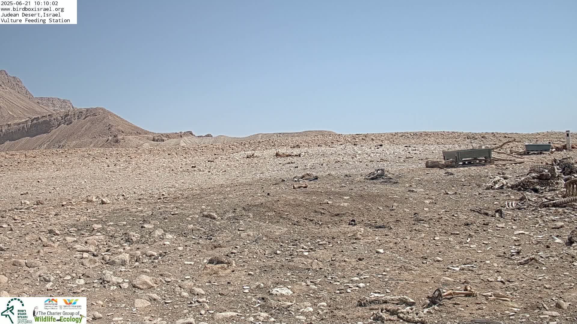 A rocky, arid landscape under a clear blue sky features animal carcasses scattered across the ground near some containers.