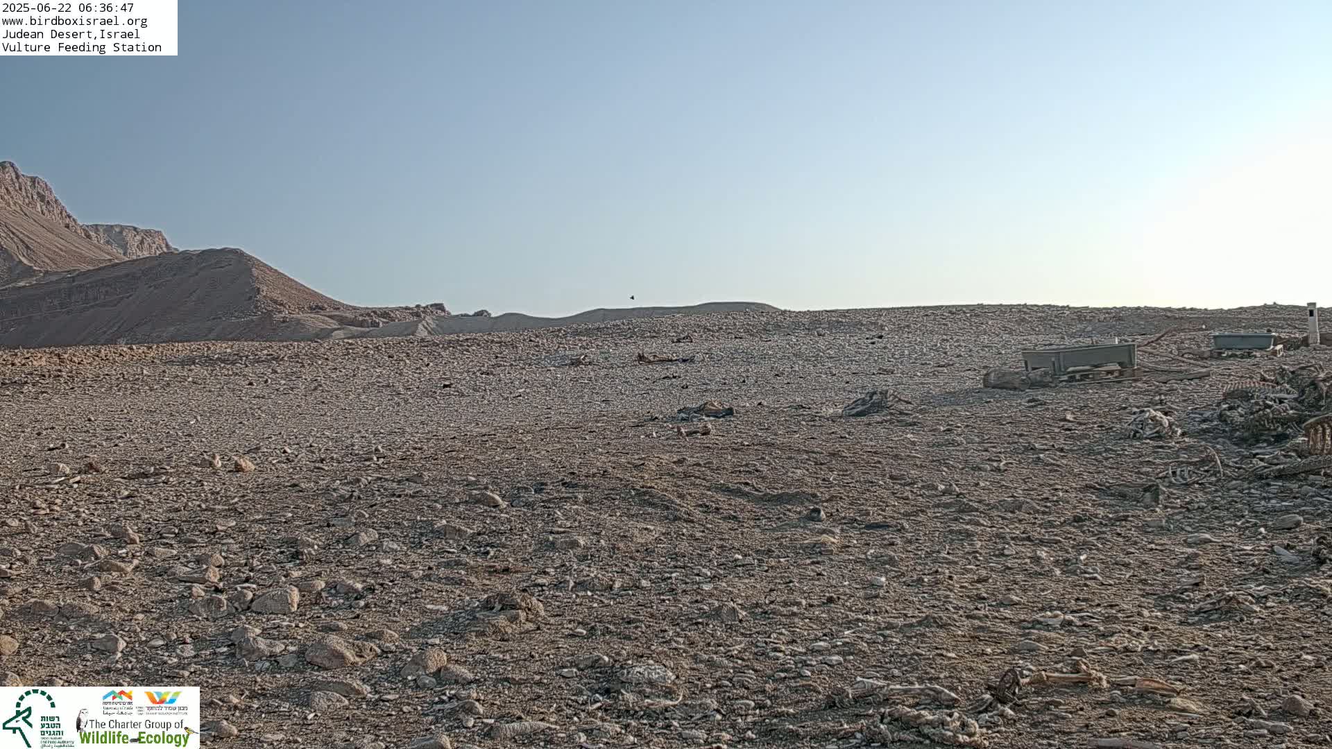 Midbar Yehuda (Judean Desert) Vulture Feeding Live Cam - Ubeidiya, Bethlehem, Palestine