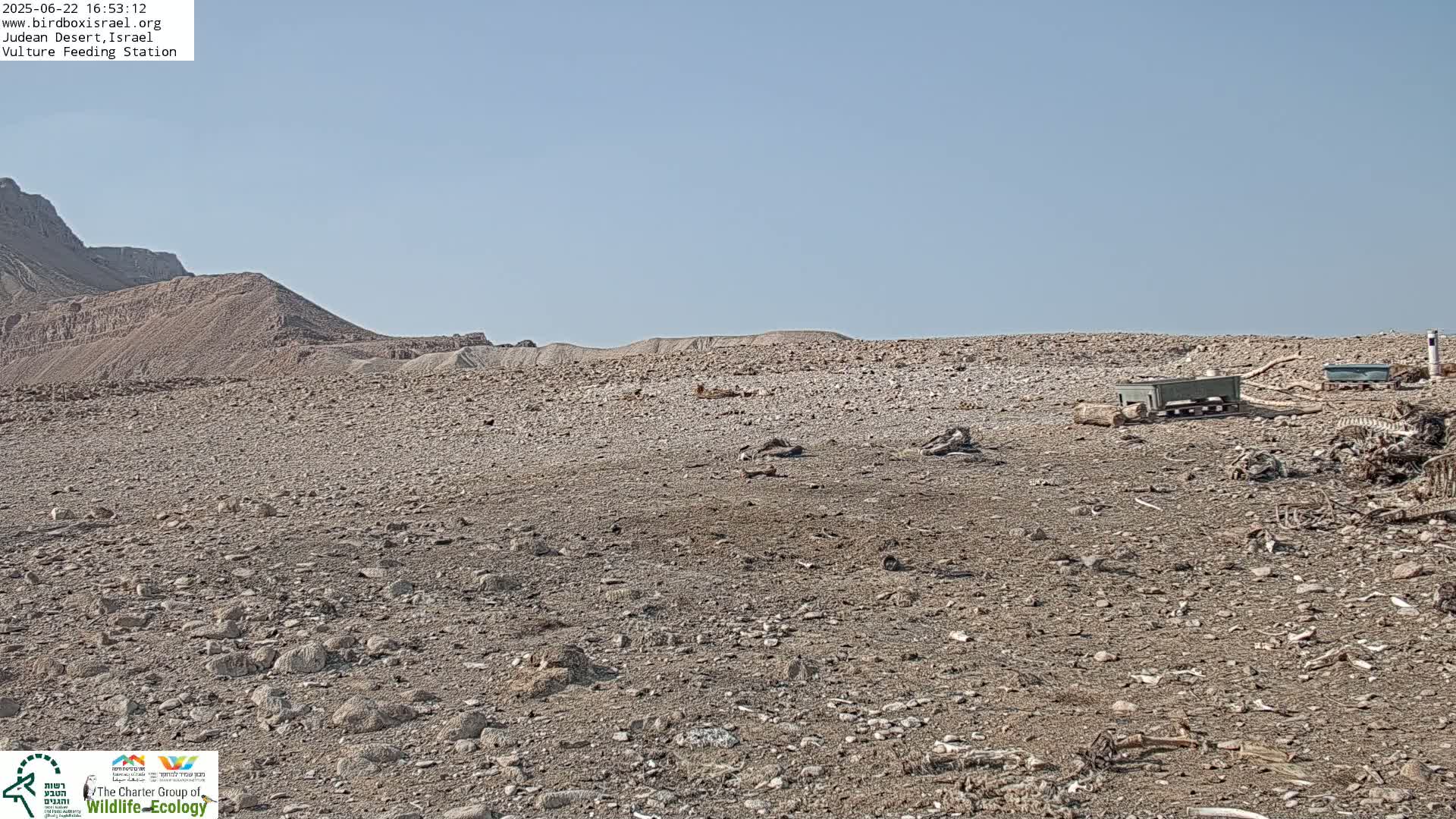 Midbar Yehuda (Judean Desert) Vulture Feeding Live Cam - Ubeidiya, Bethlehem, Palestine