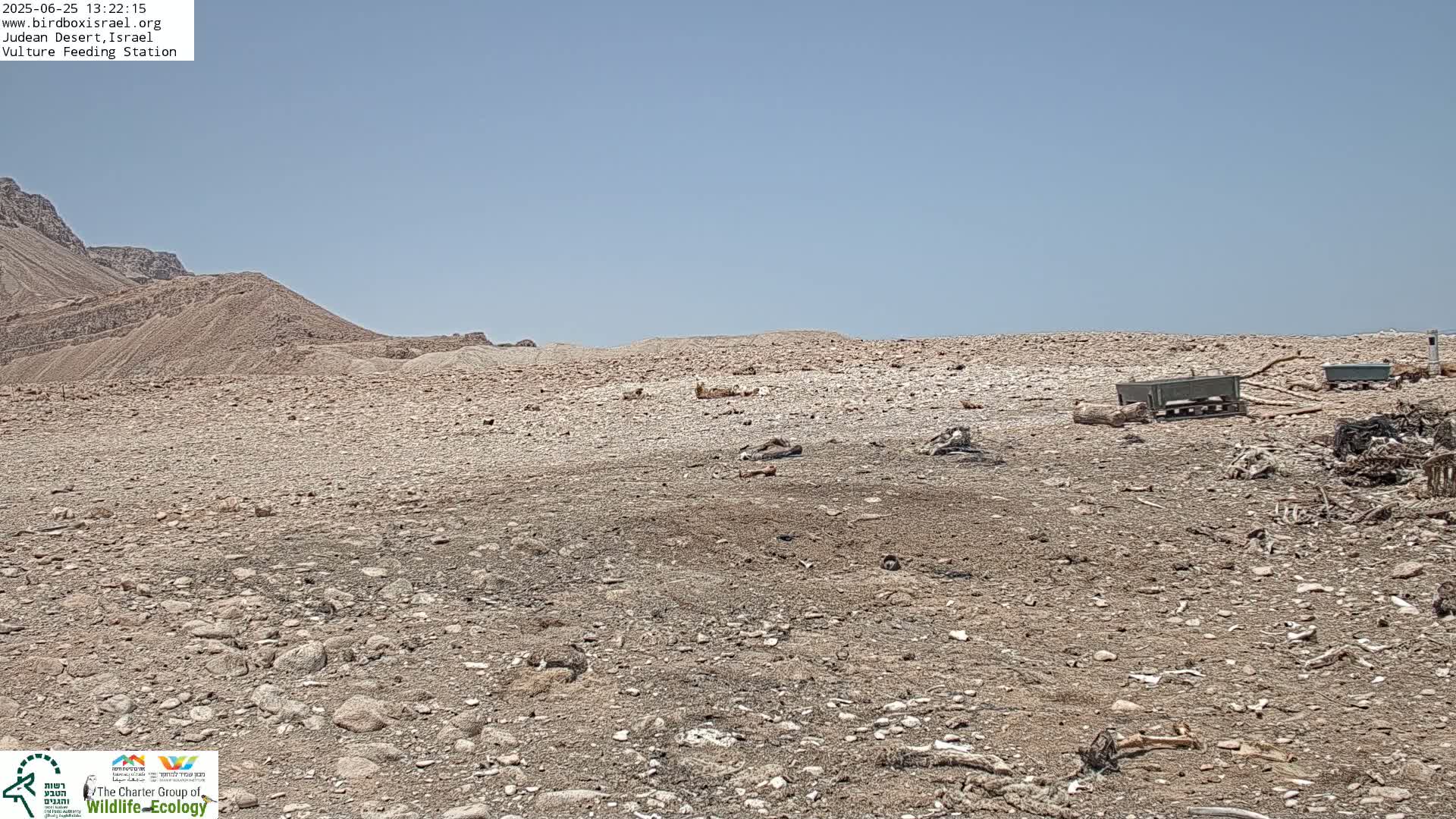 Midbar Yehuda (Judean Desert) Vulture Feeding Live Cam - Ubeidiya, Bethlehem, Palestine