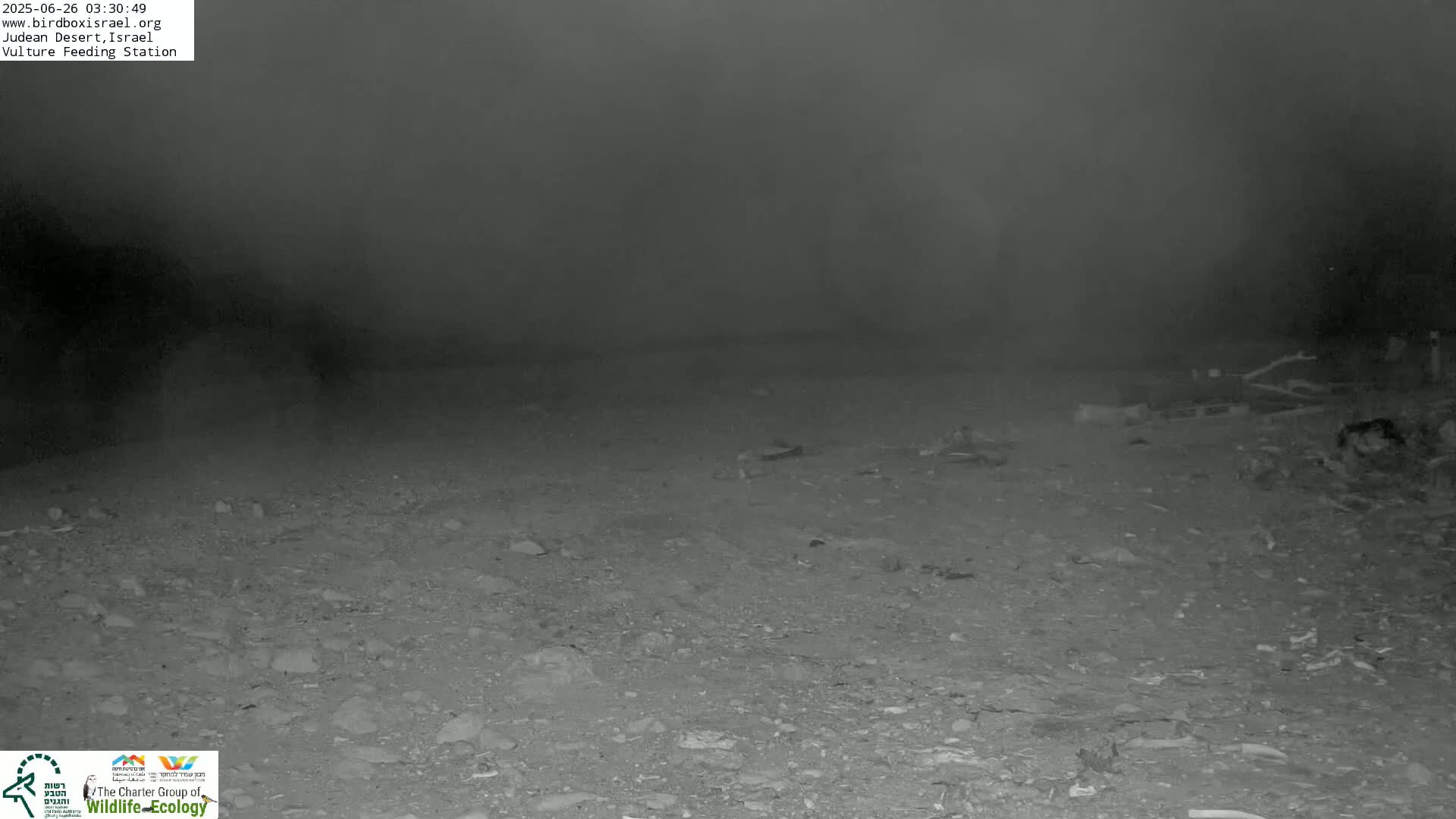 Midbar Yehuda (Judean Desert) Vulture Feeding Live Cam - Ubeidiya, Bethlehem, Palestine