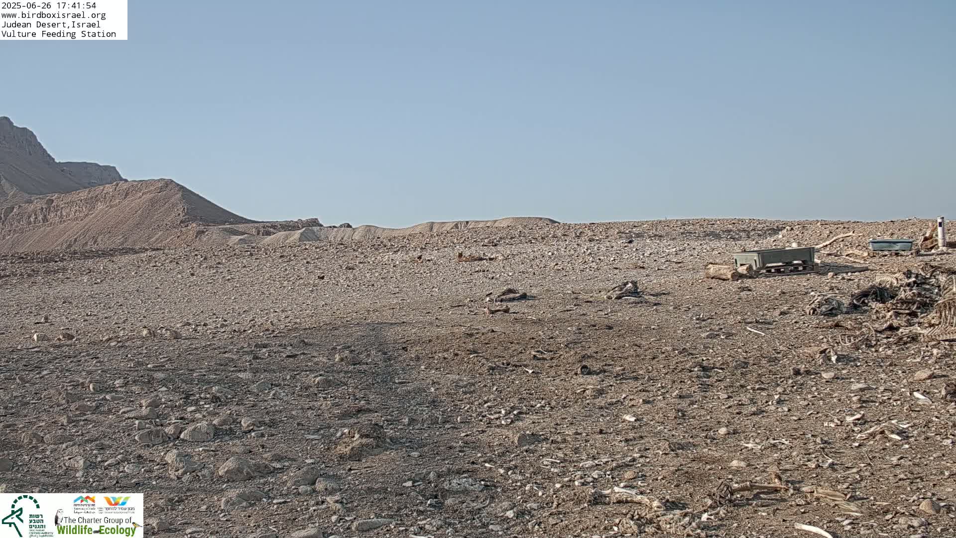 Midbar Yehuda (Judean Desert) Vulture Feeding Live Cam - Ubeidiya, Bethlehem, Palestine