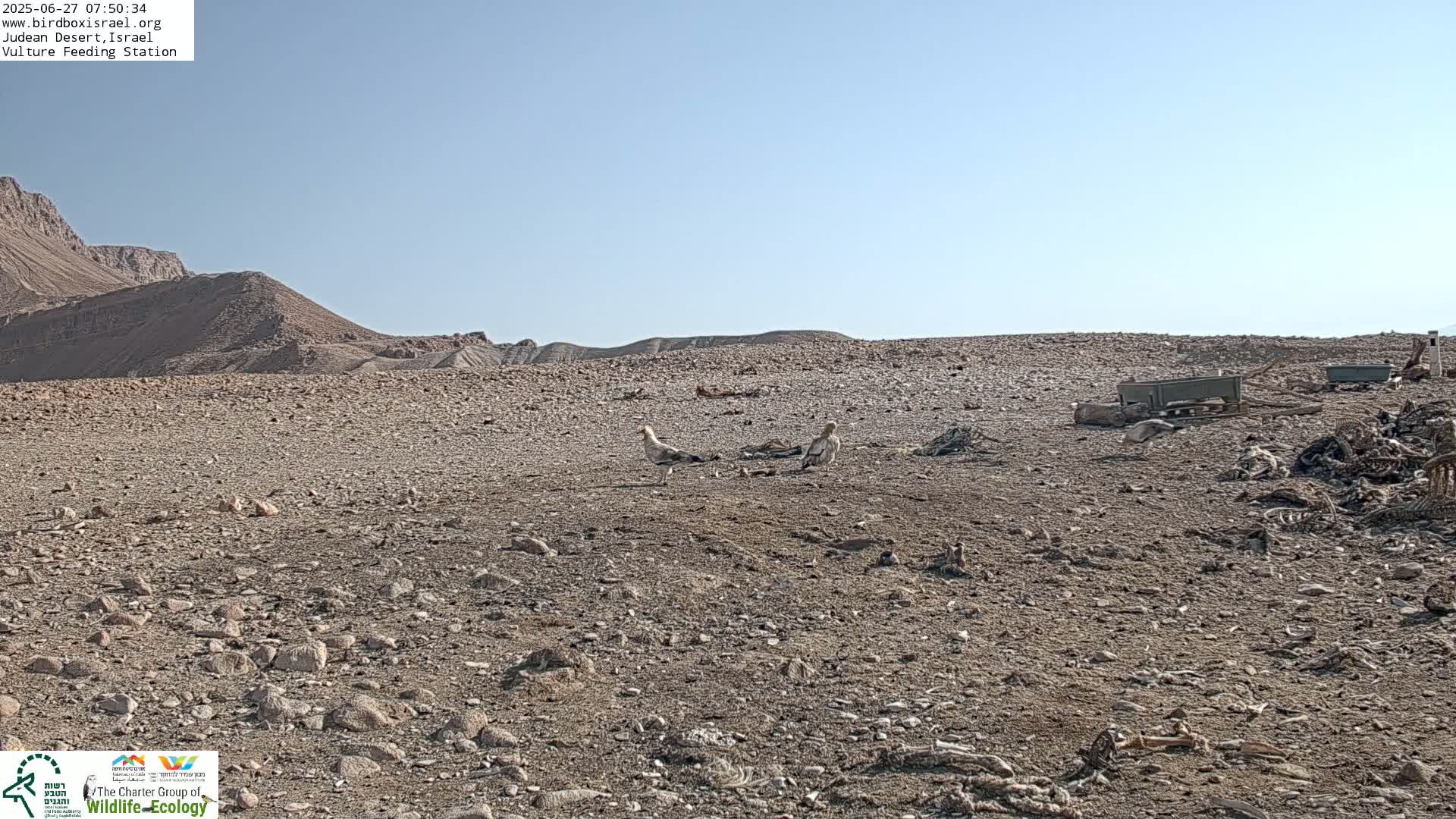 Midbar Yehuda (Judean Desert) Vulture Feeding Live Cam - Ubeidiya, Bethlehem, Palestine