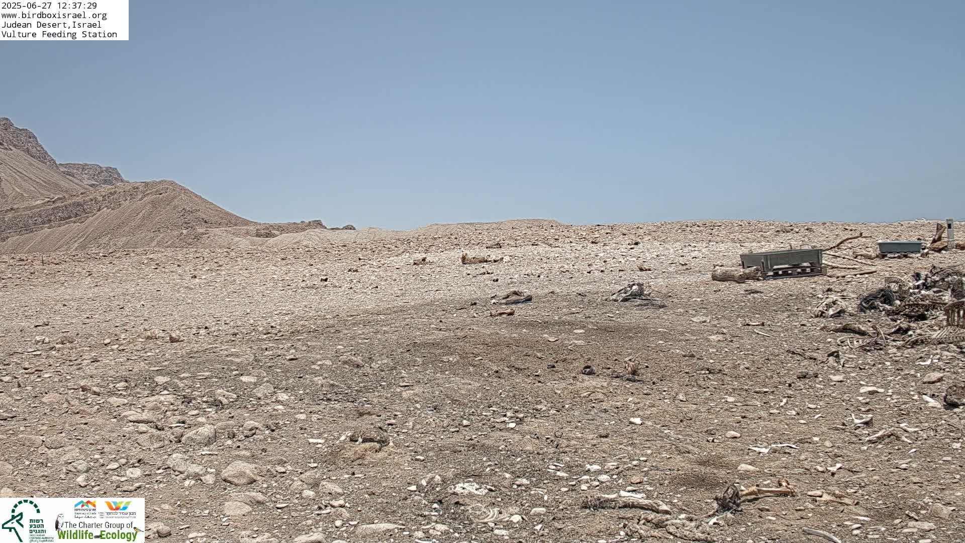 Midbar Yehuda (Judean Desert) Vulture Feeding Live Cam - Ubeidiya, Bethlehem, Palestine