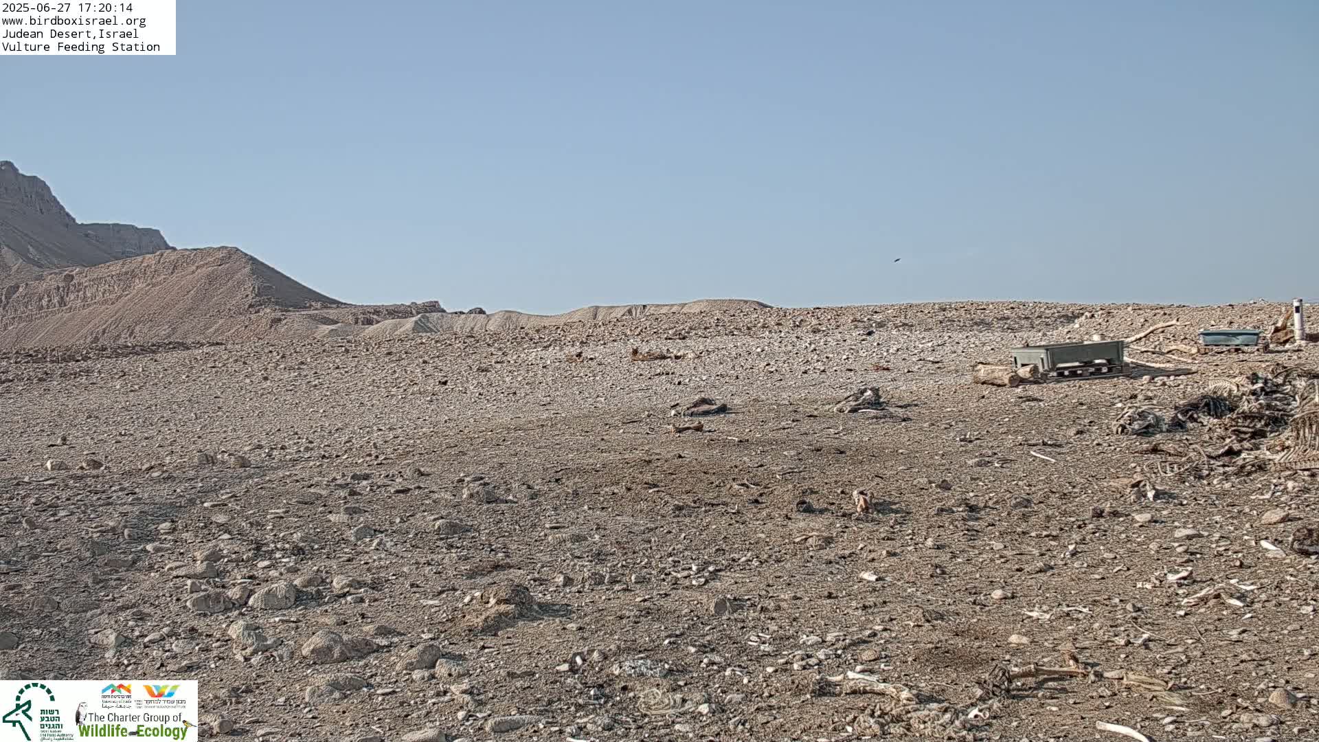 Midbar Yehuda (Judean Desert) Vulture Feeding Live Cam - Ubeidiya, Bethlehem, Palestine