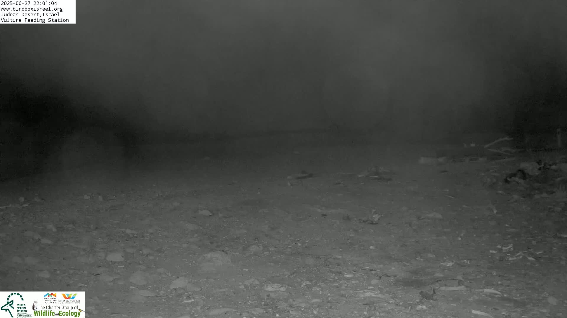 Midbar Yehuda (Judean Desert) Vulture Feeding Live Cam - Ubeidiya, Bethlehem, Palestine